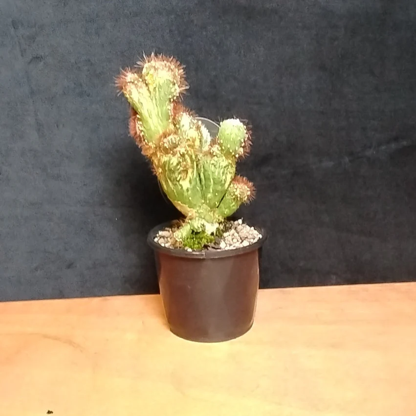 Cereus forbesii monstrose variegata (WA Prohibited) - Image 2