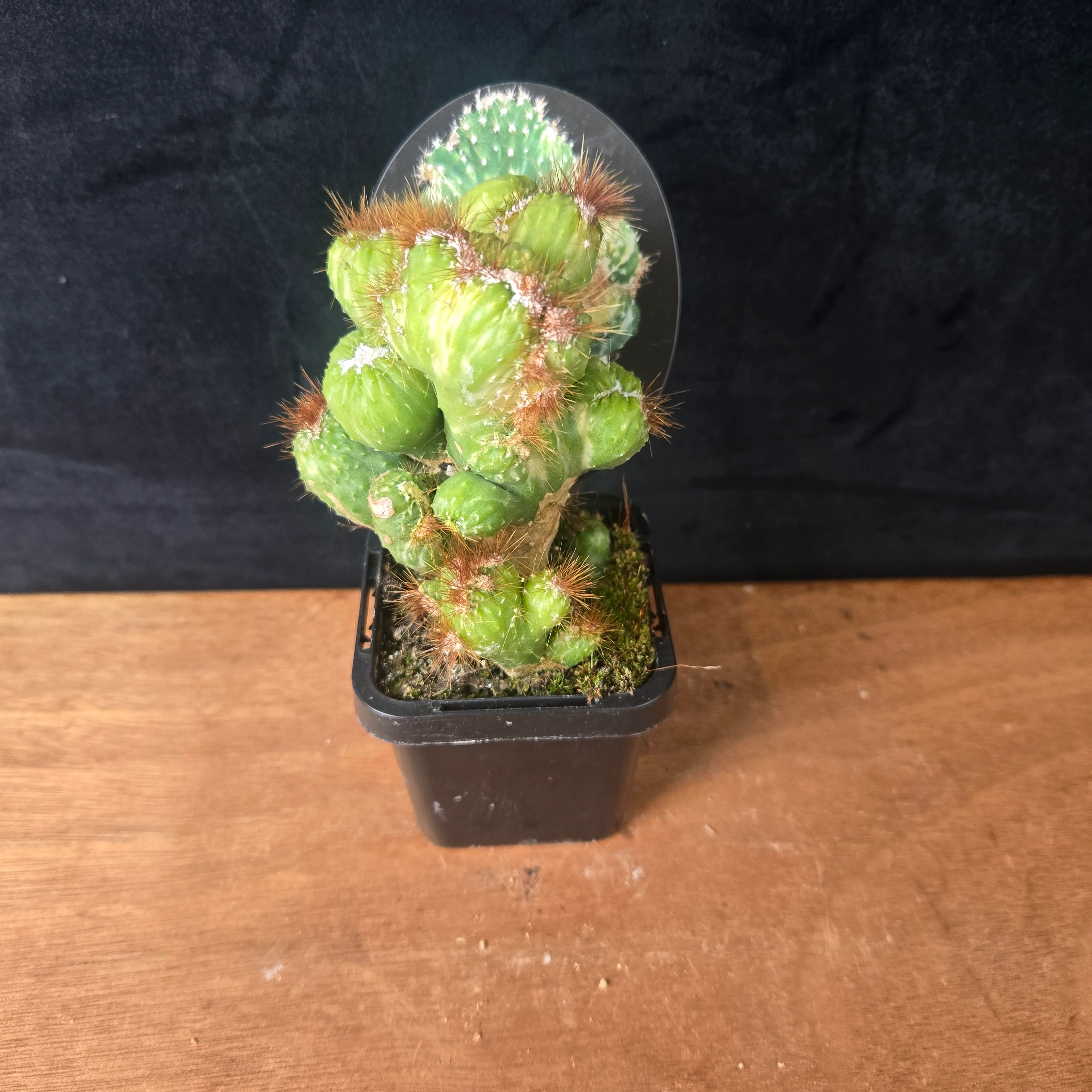 Cereus forbesii monstrose variegata (WA Prohibited) - Image 3