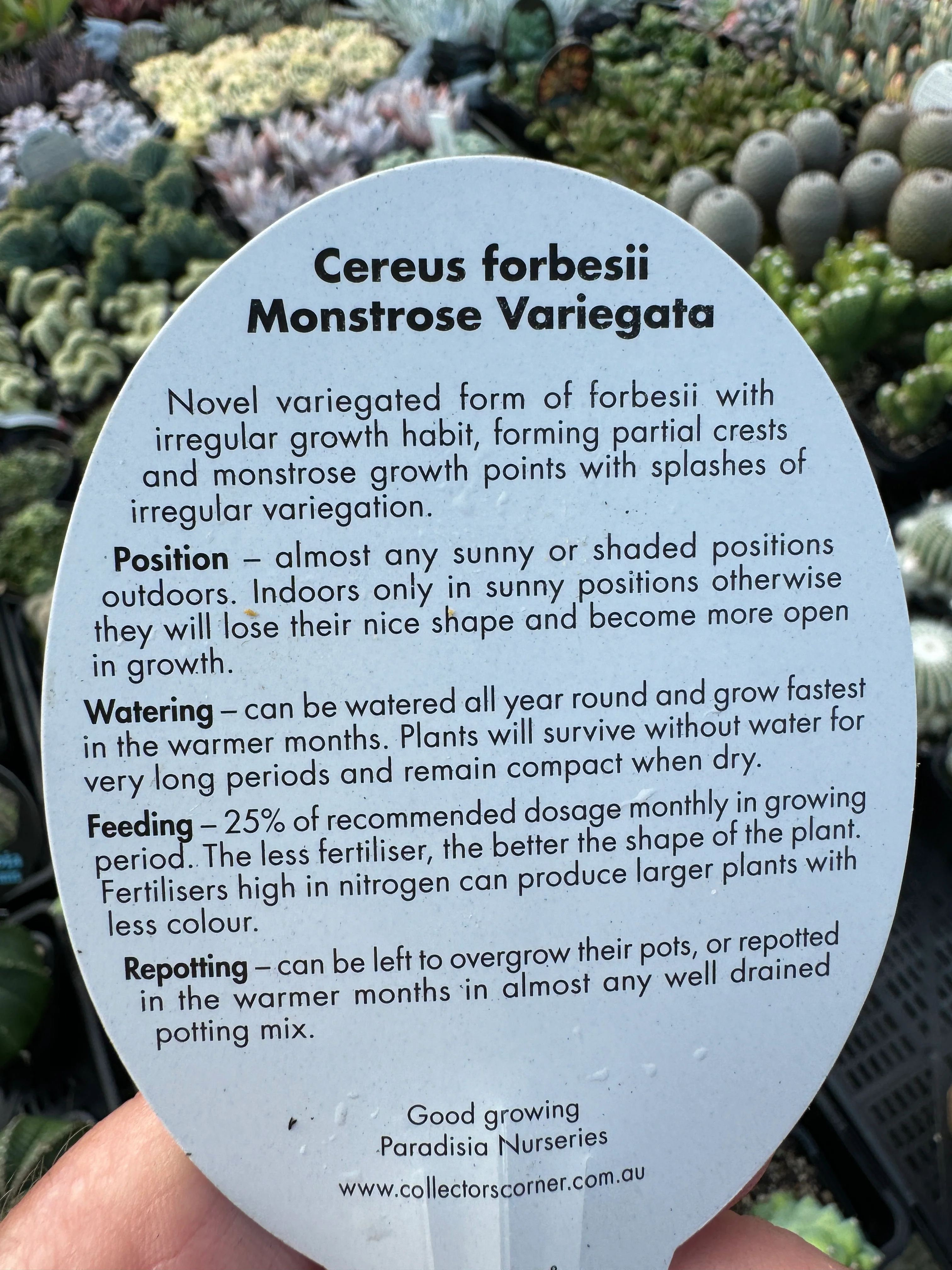 Cereus forbesii monstrose variegata (WA Prohibited) - Image 4