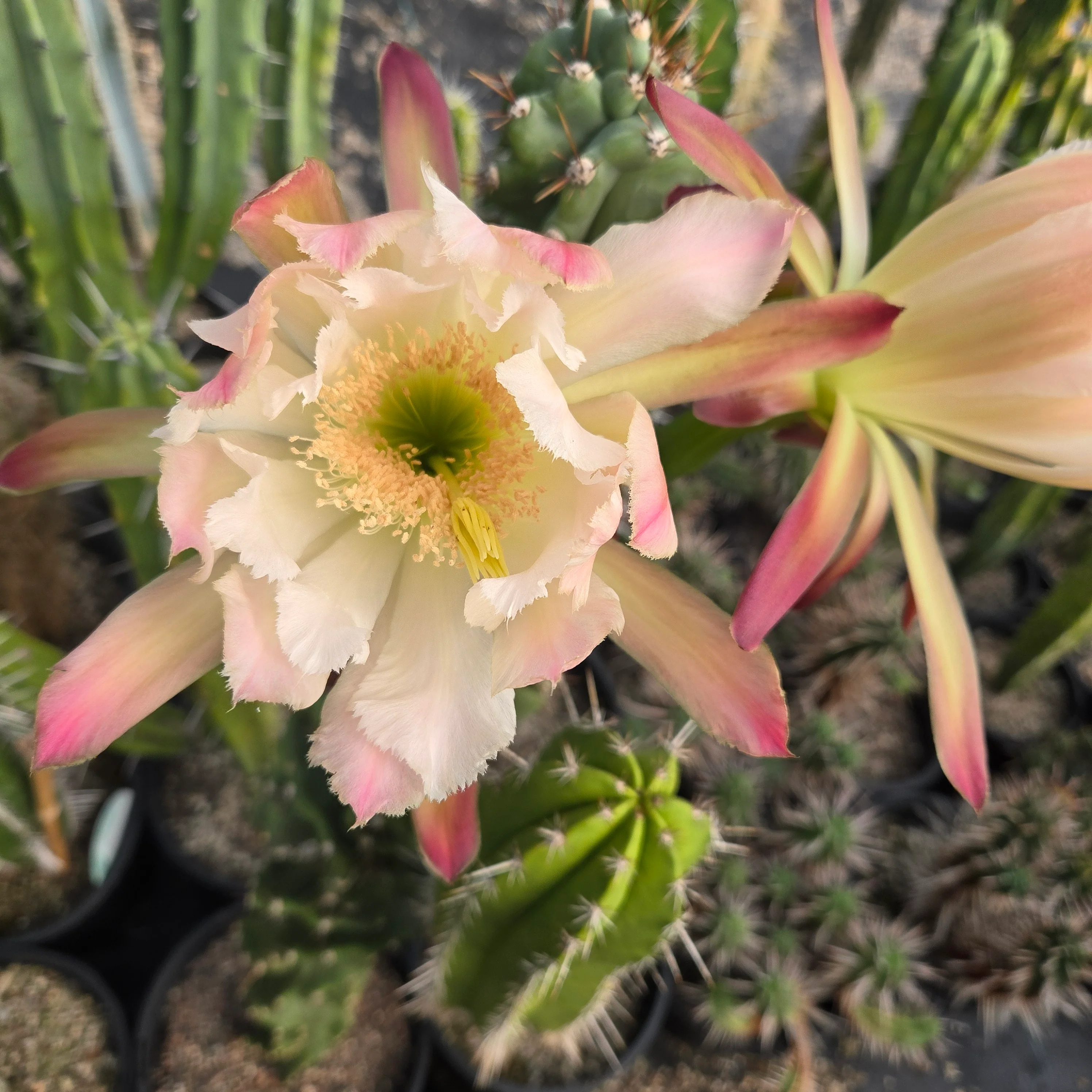 Cereus forbesii 'Spiralis' - Image 2