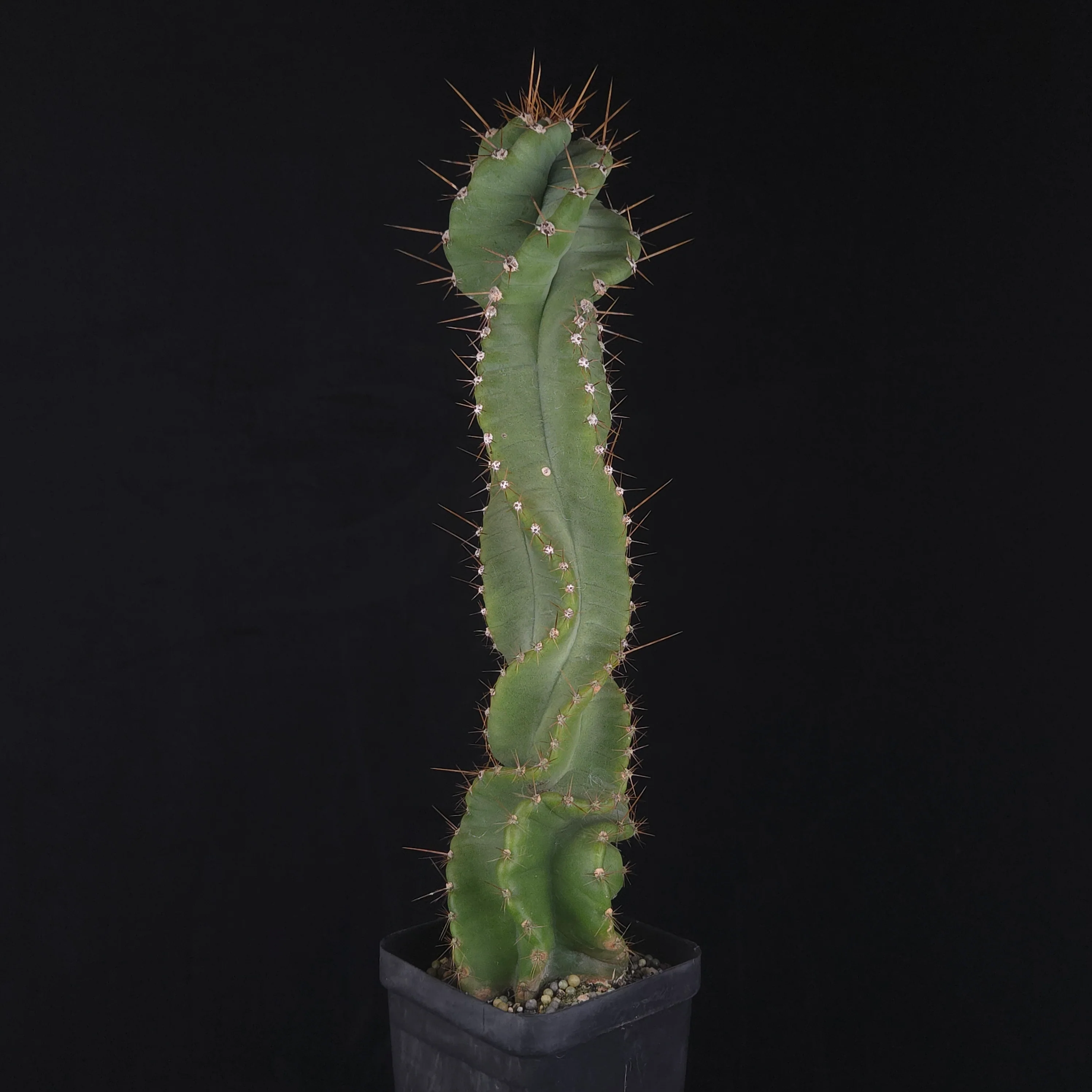Cereus forbesii 'Spiralis' - Image 3