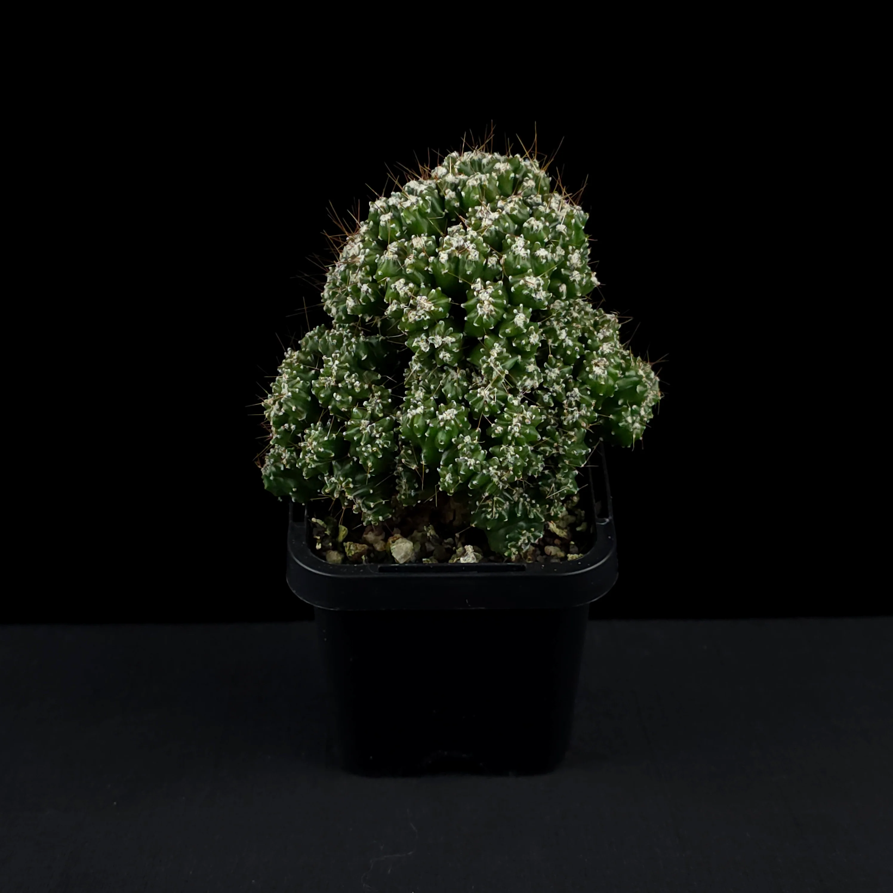 Cereus forbesii 'Tiny Tot' (WA Prohibited) - Image 3