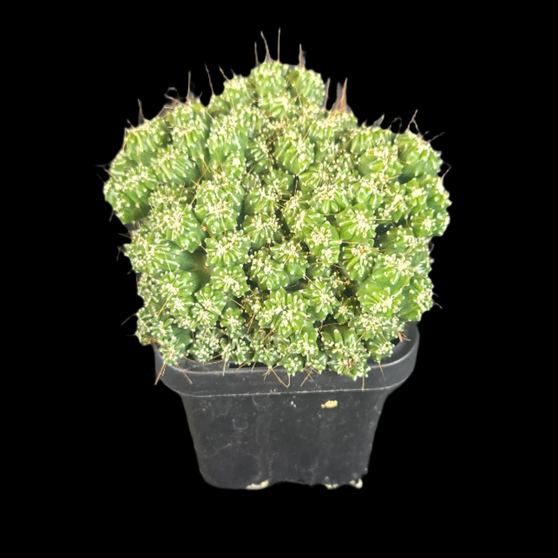 Cereus forbesii 'Tiny Tot' (WA Prohibited) - Image 4