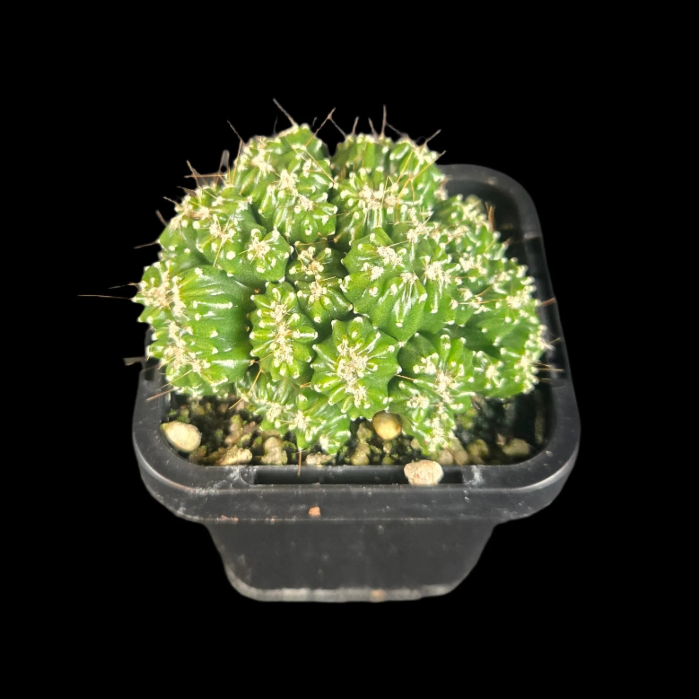 Cereus forbesii 'Tiny Tot' (WA Prohibited) - Image 5