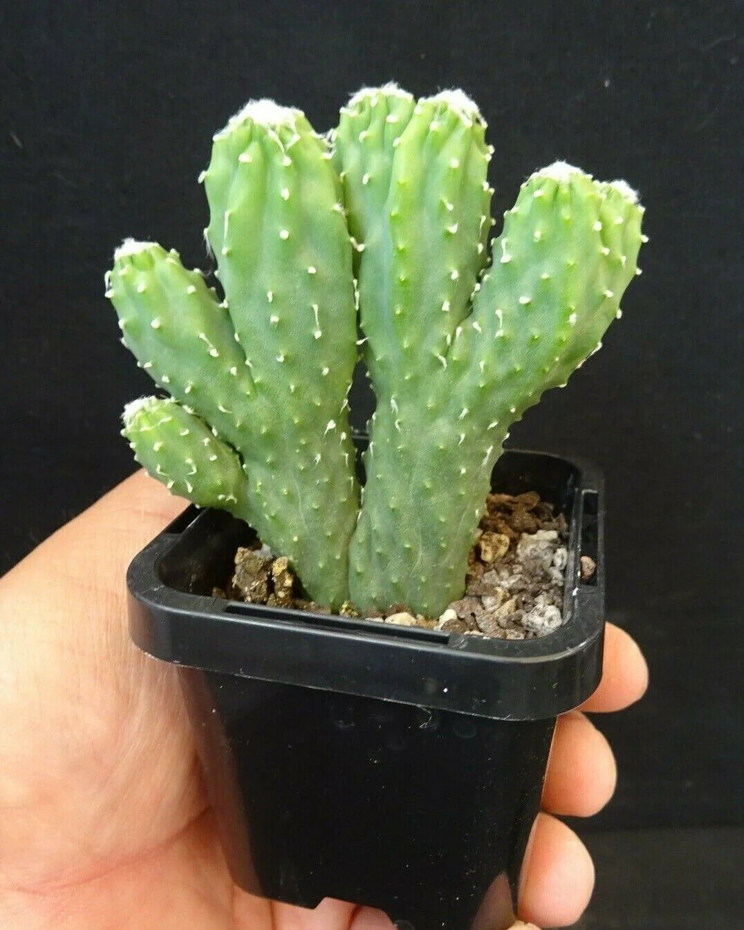 Cereus hildmannianus 'Wild Thing' - Image 3