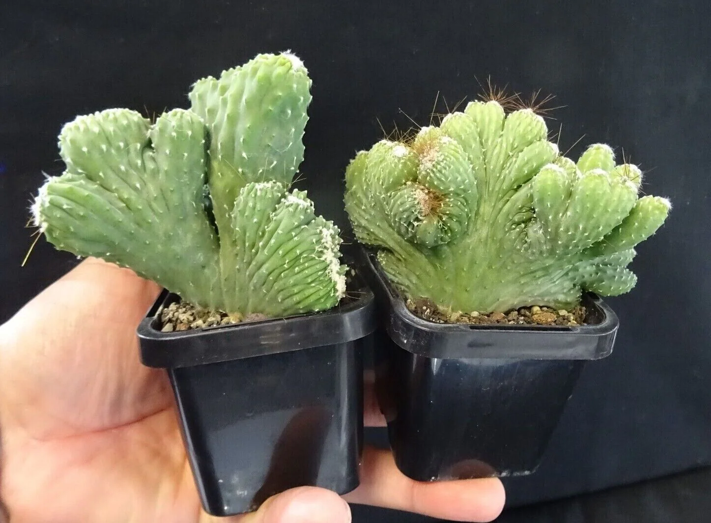 Cereus hildmannianus 'Wild Thing' - Image 4