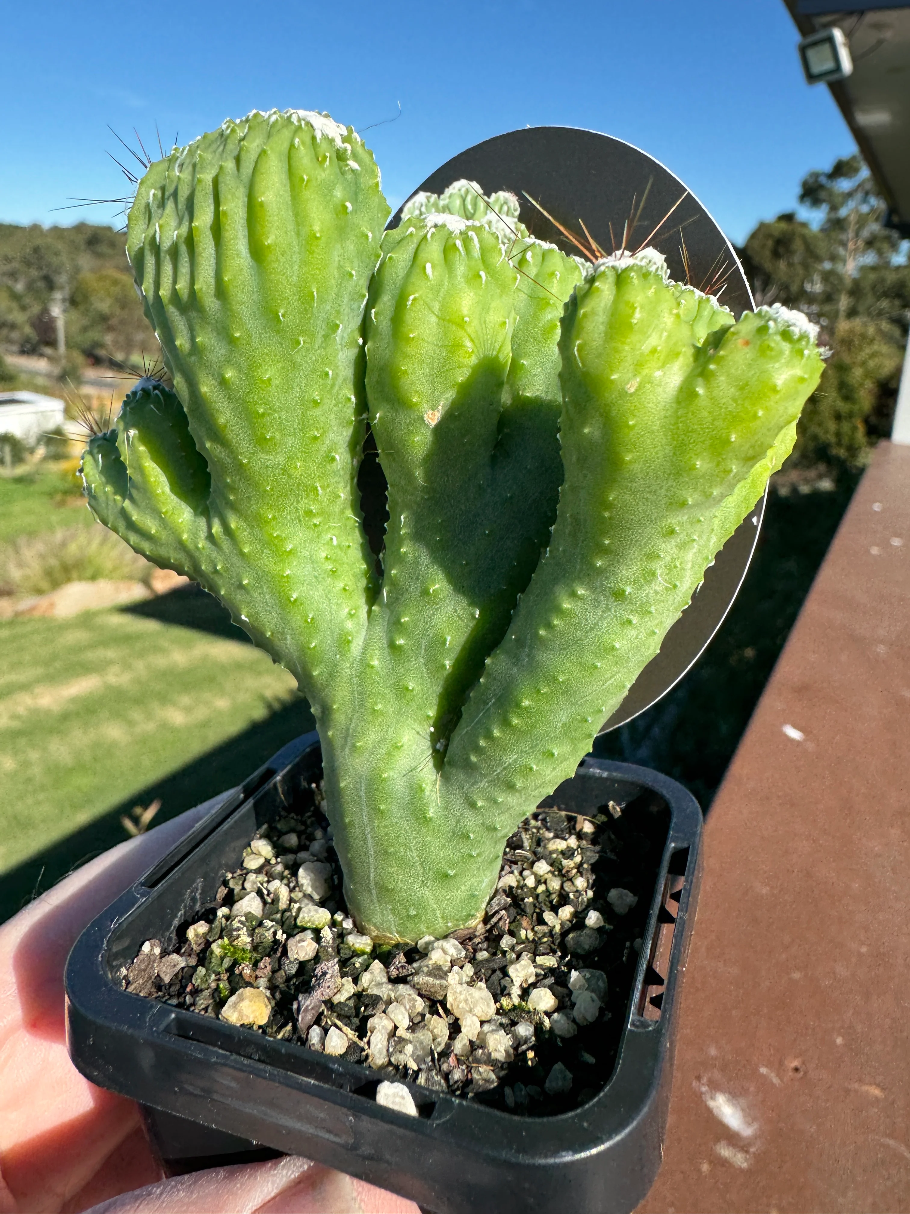 Cereus hildmannianus 'Wild Thing' - Image 5