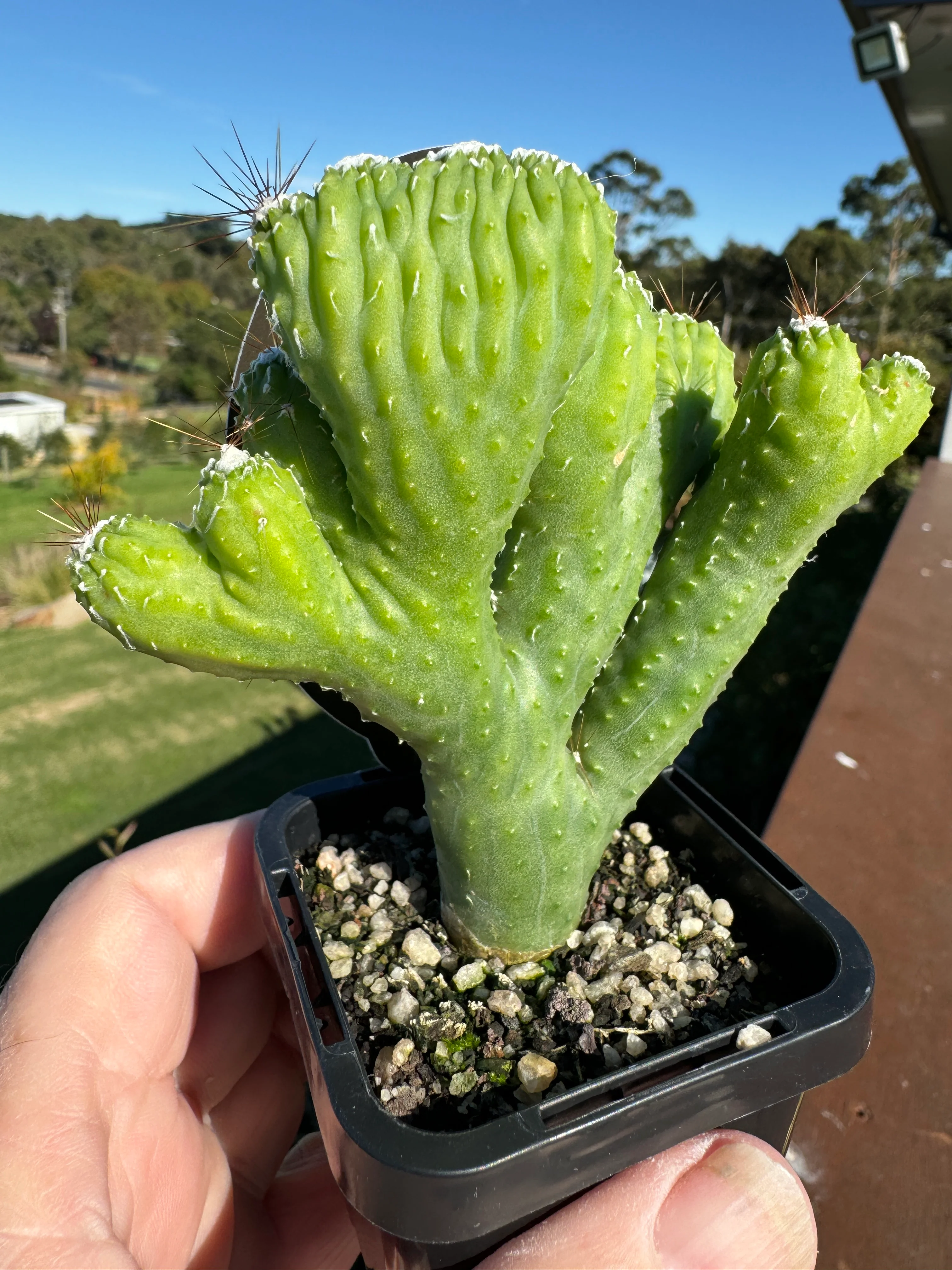 Cereus hildmannianus 'Wild Thing' - Image 6