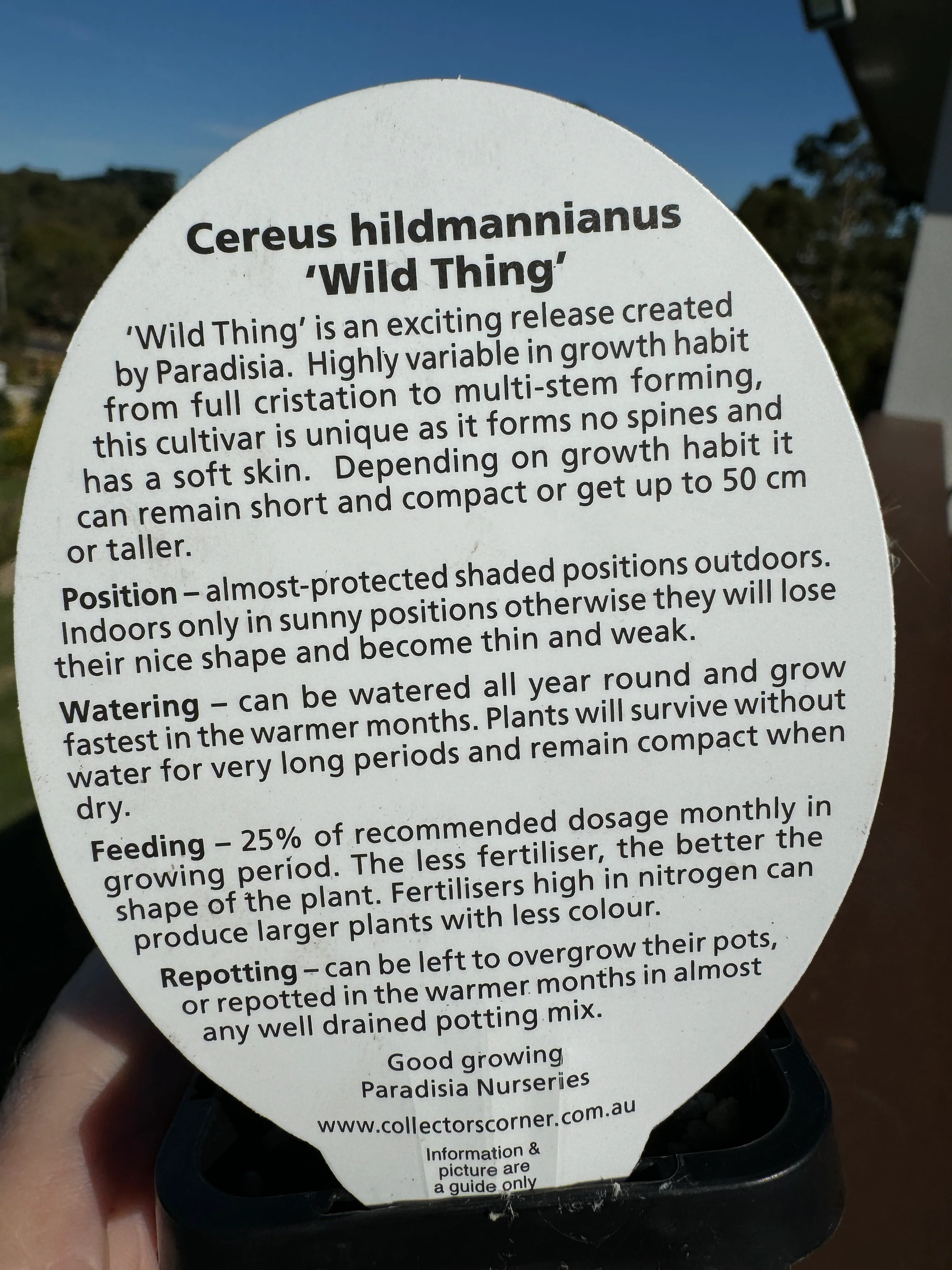 Cereus hildmannianus 'Wild Thing' - Image 7