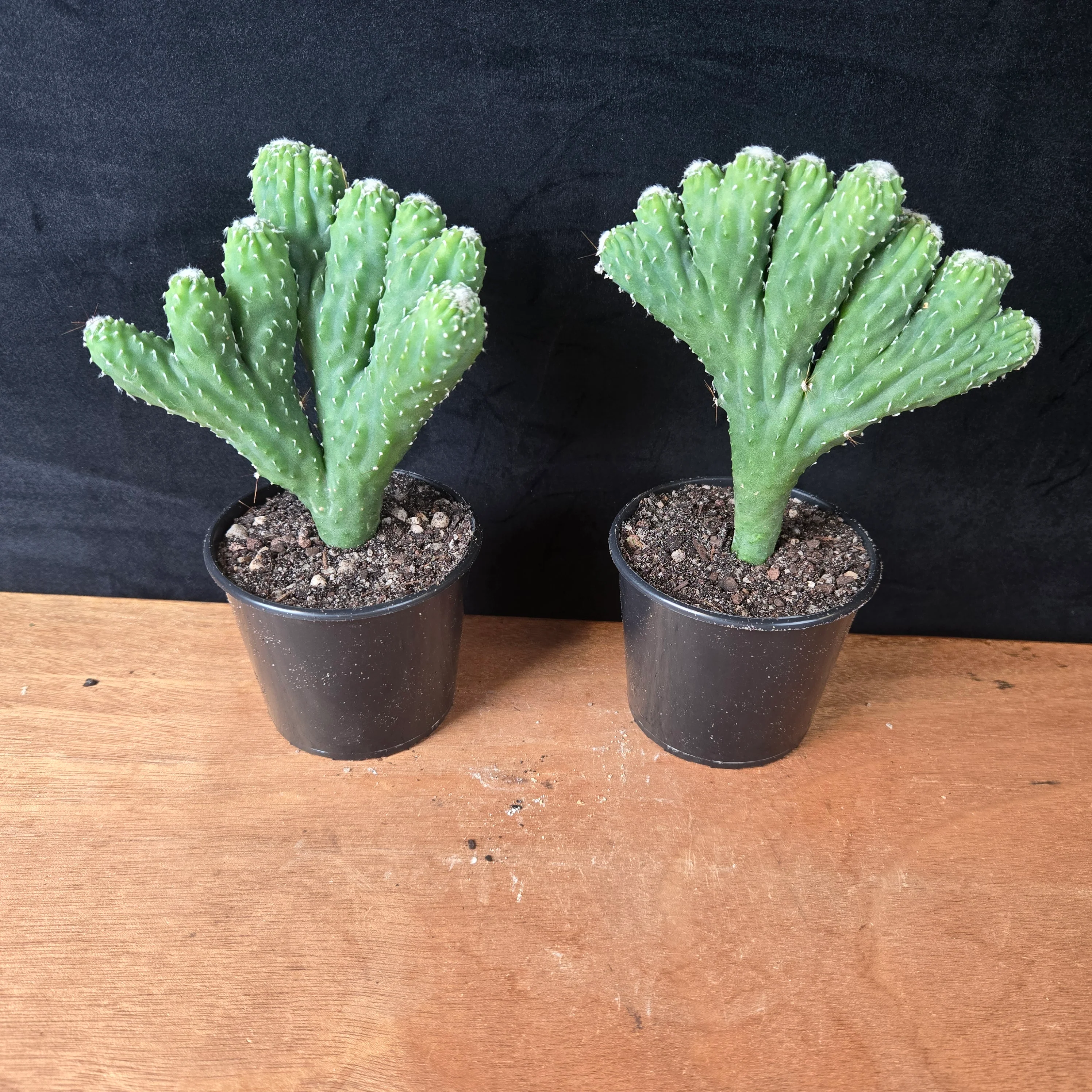Cereus hildmannianus 'Wild Thing' - Image 8