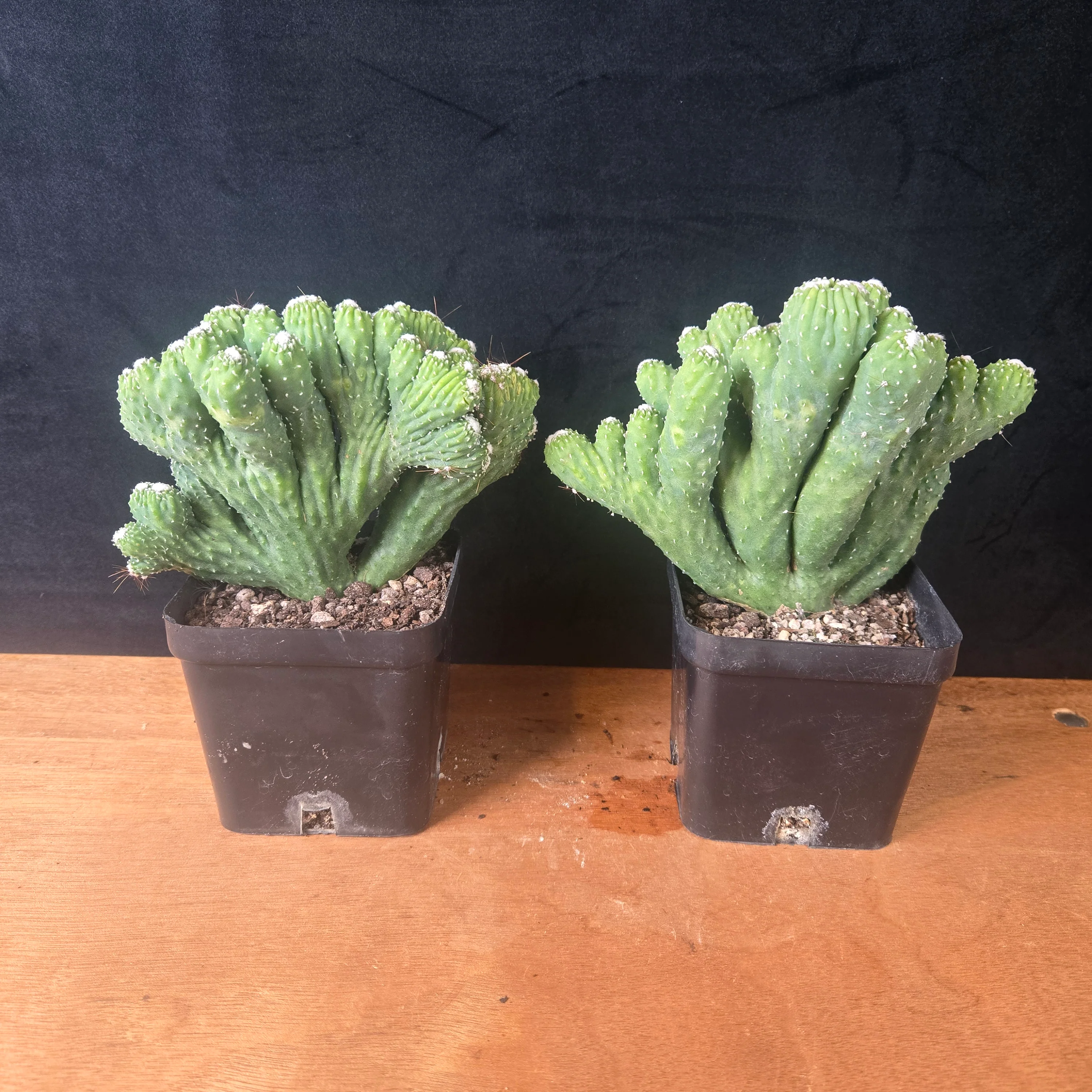 Cereus hildmannianus 'Wild Thing' - Image 9