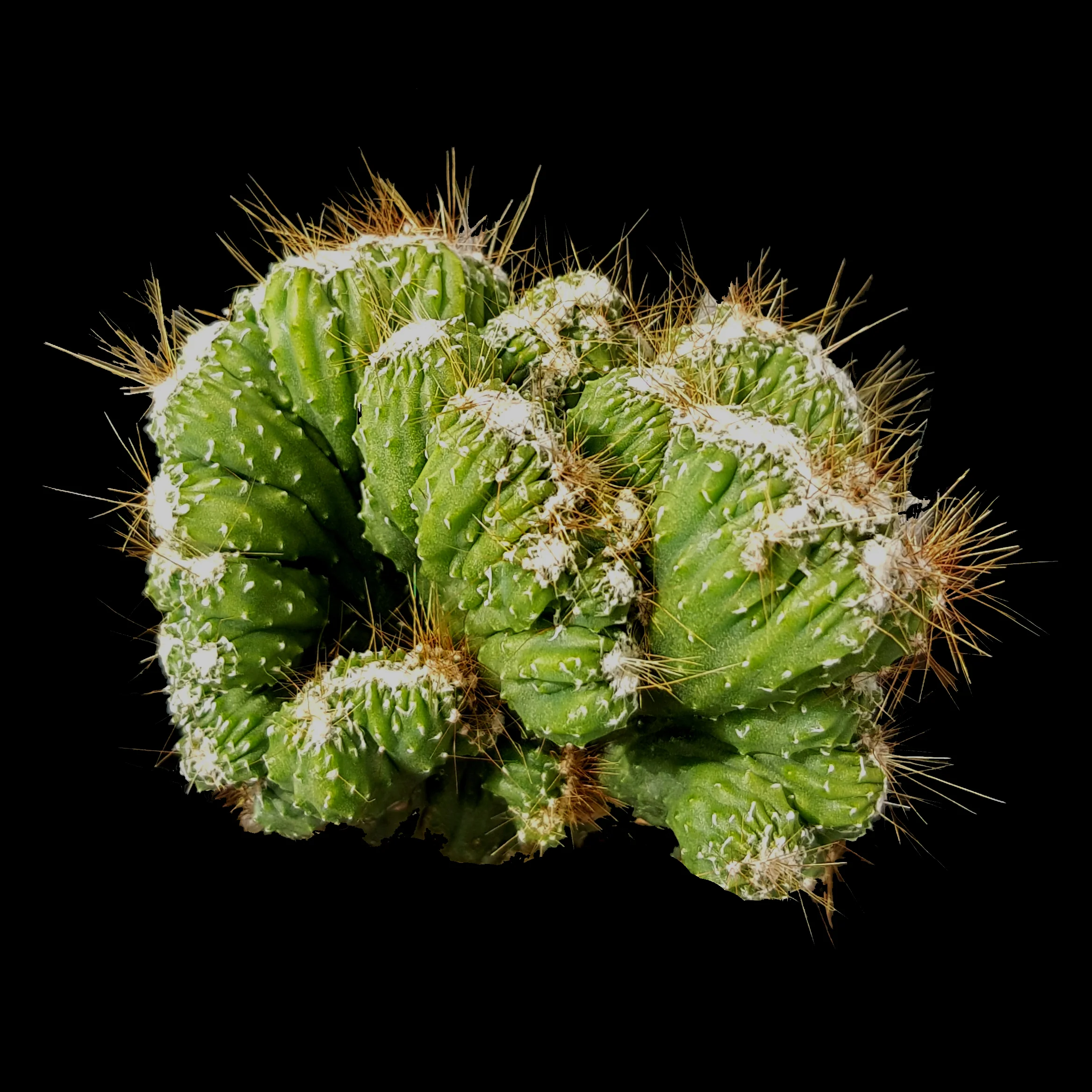 Cereus repandus (Syn. peruvianus) 'Monstrose'