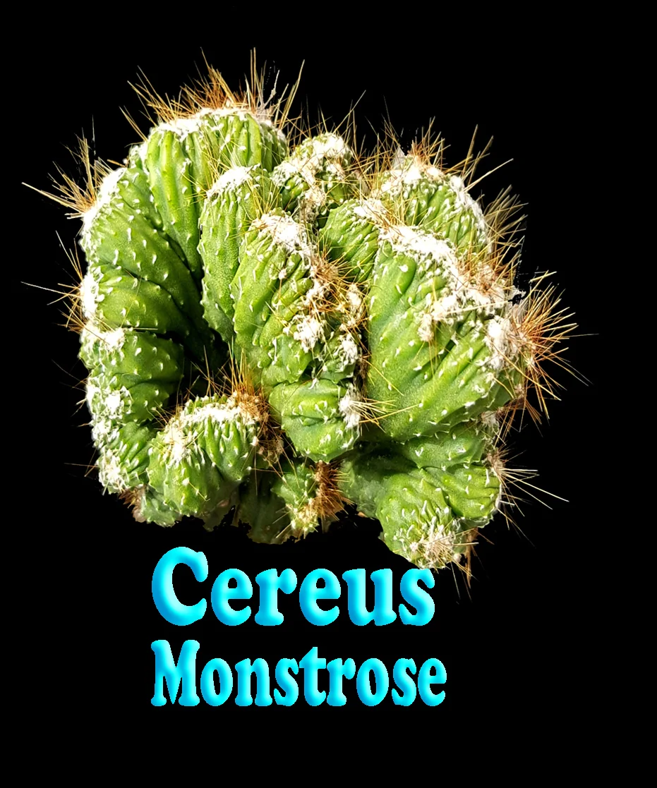 Cereus repandus (Syn. peruvianus) 'Monstrose' - Image 2