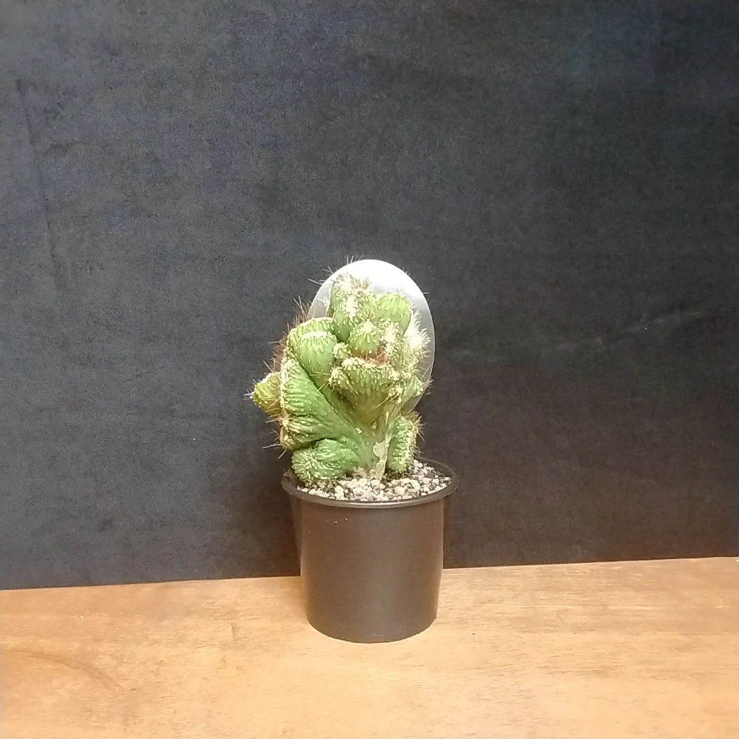 Cereus repandus (Syn. peruvianus) 'Monstrose' - Image 3
