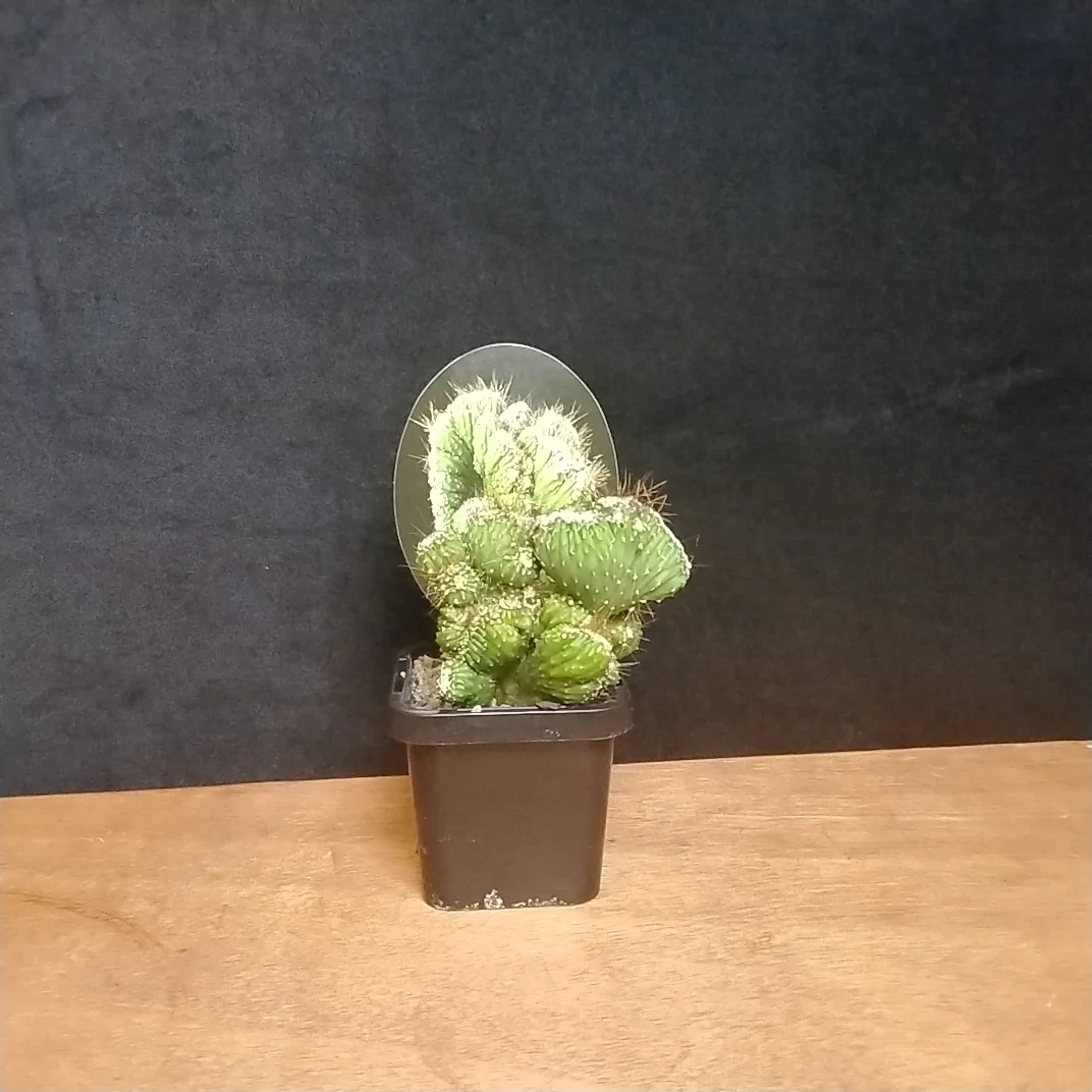 Cereus repandus (Syn. peruvianus) 'Monstrose' - Image 4