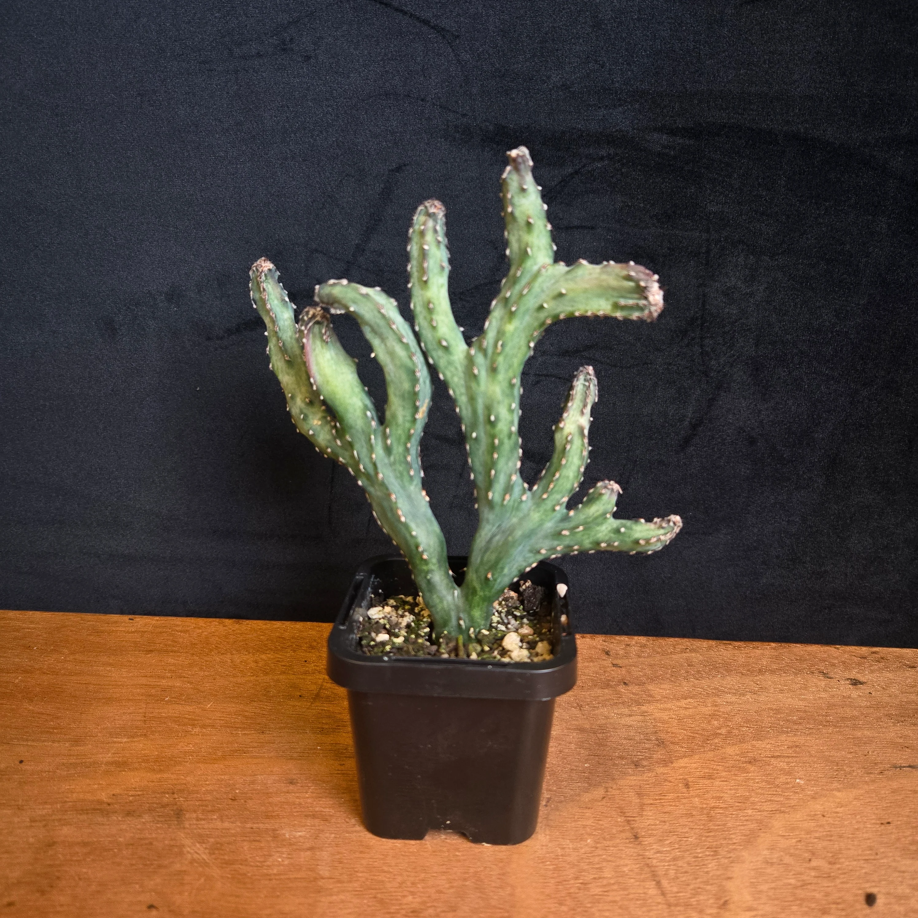 Cereus spegazzinii f. cristata - Image 2