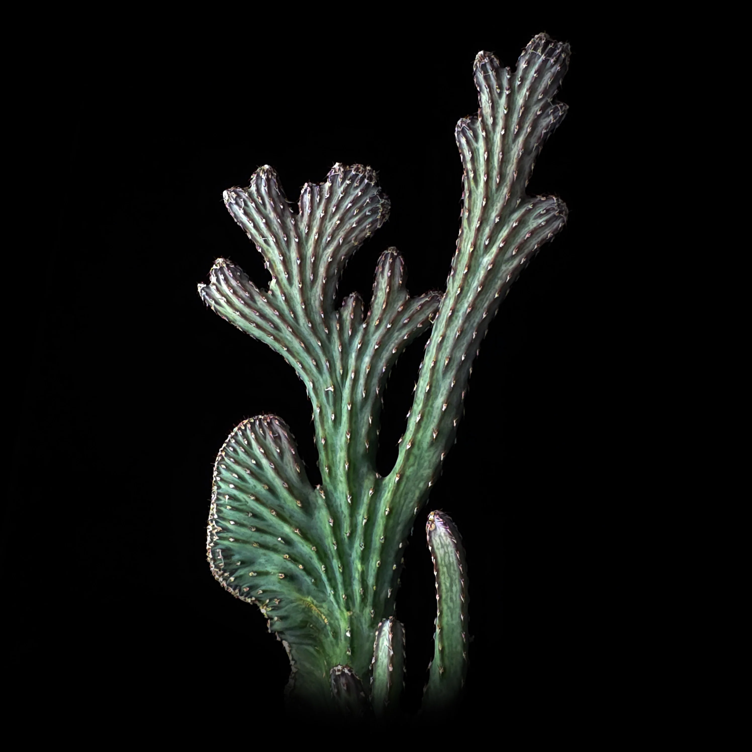Cereus spegazzinii f. cristata - One Off Specials