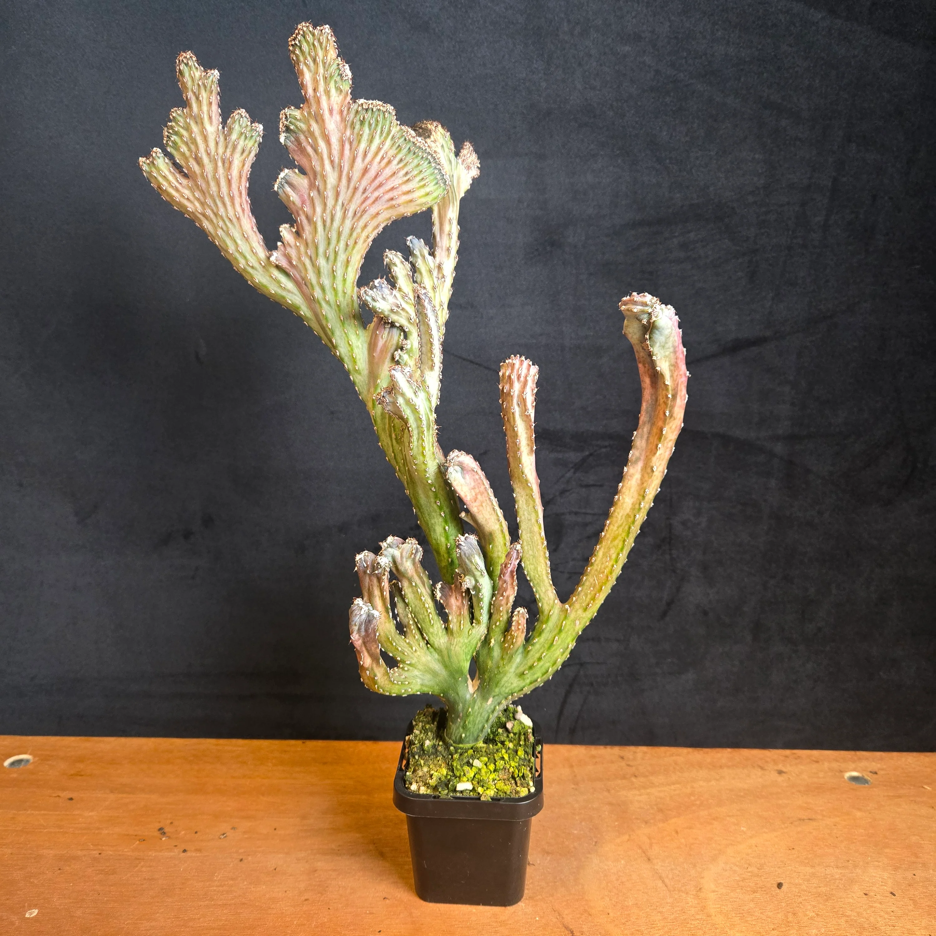 Cereus spegazzinii f. cristata - One Off Specials - Image 2