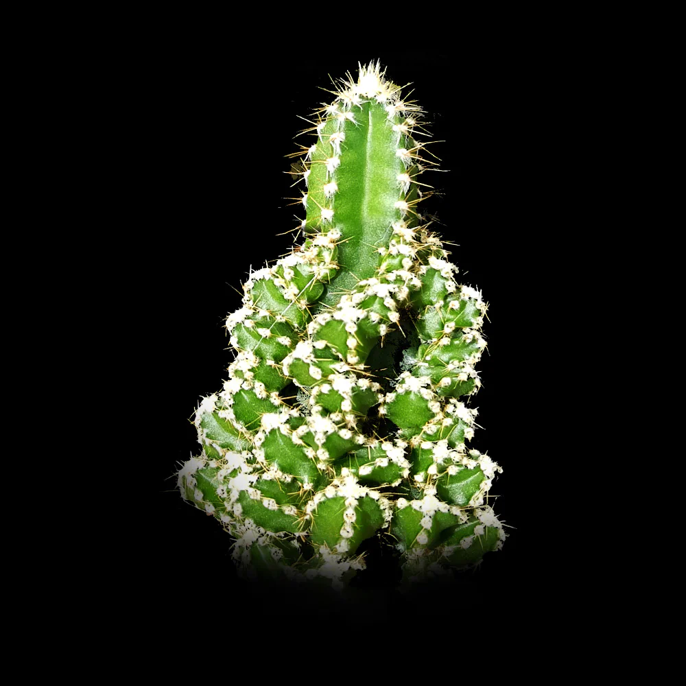 Acanthocereus tetragonus - Fairy Castle (WA Prohibited)
