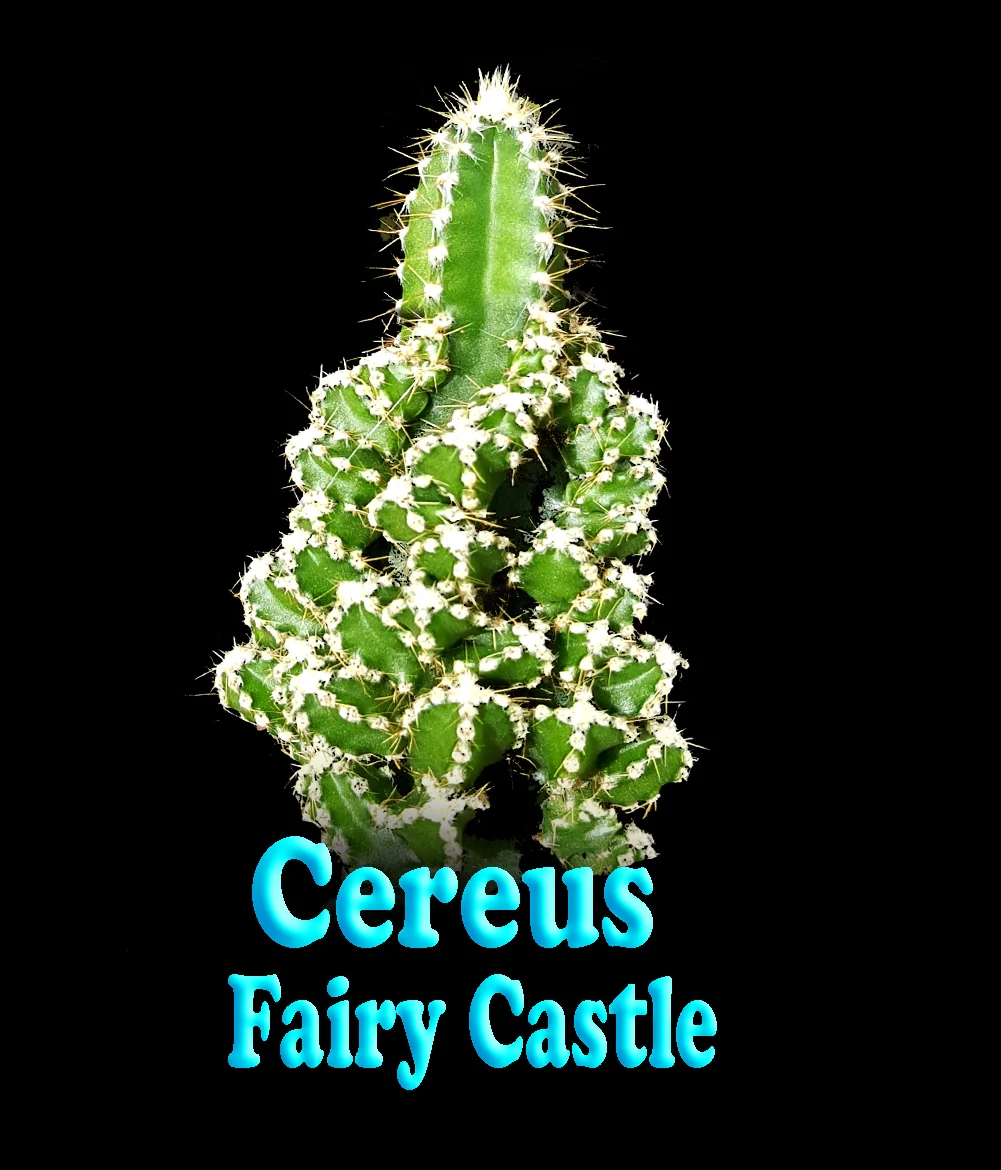 Acanthocereus tetragonus - Fairy Castle (WA Prohibited) - Image 2