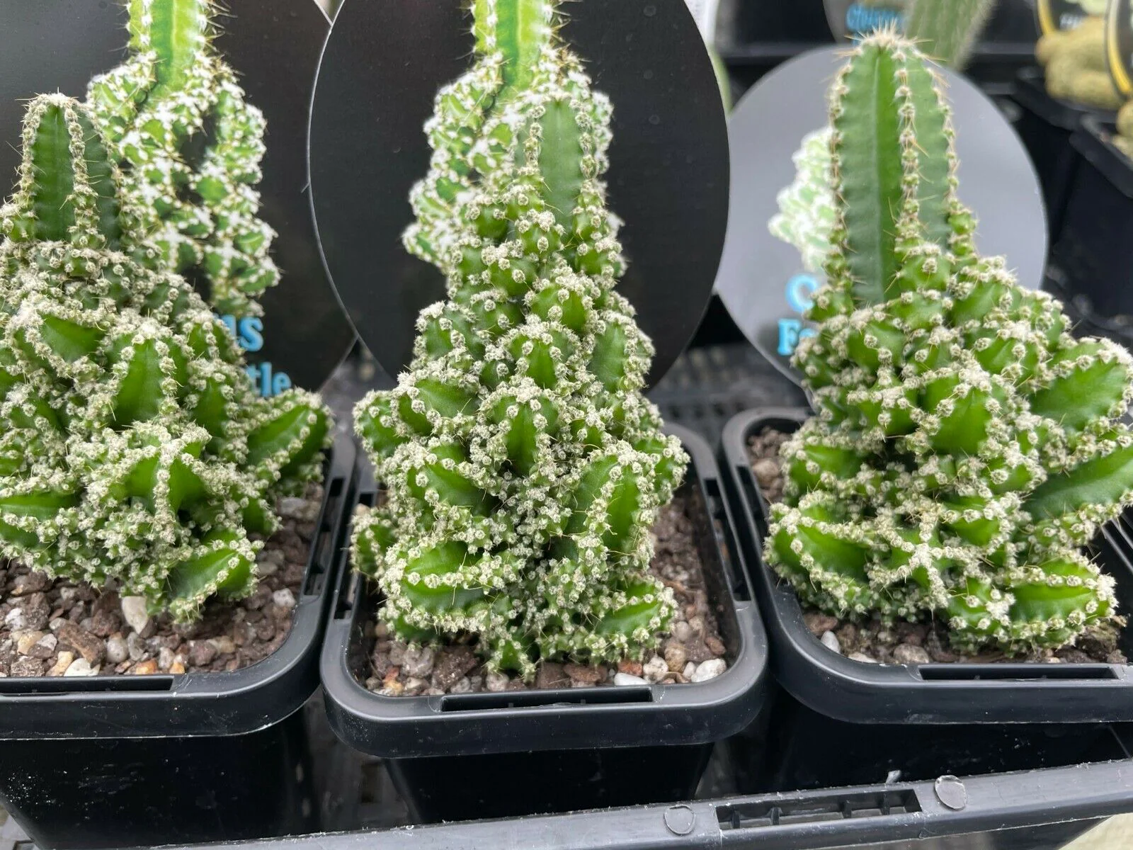 Acanthocereus tetragonus - Fairy Castle (WA Prohibited) - Image 3