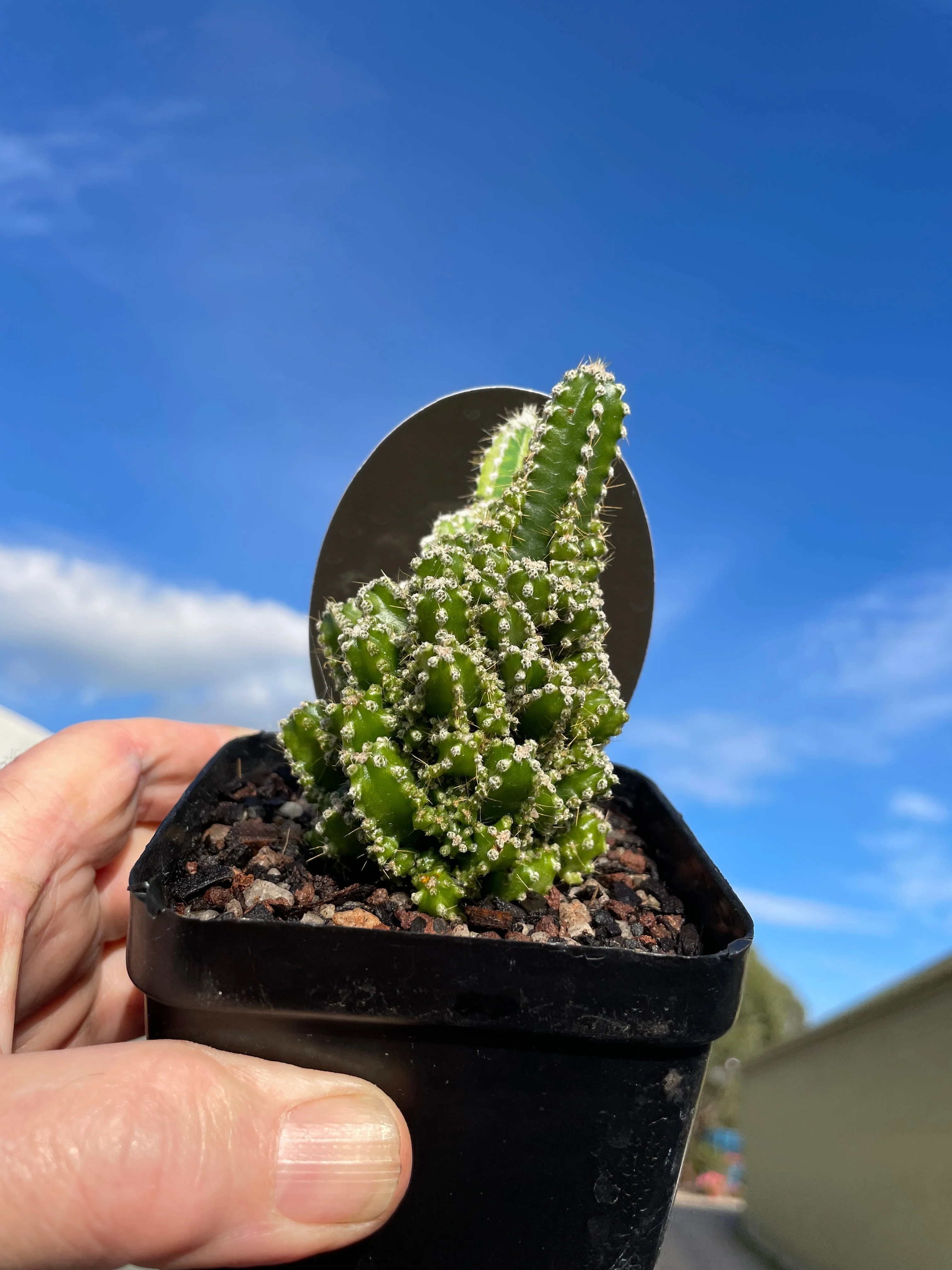 Acanthocereus tetragonus - Fairy Castle (WA Prohibited) - Image 4