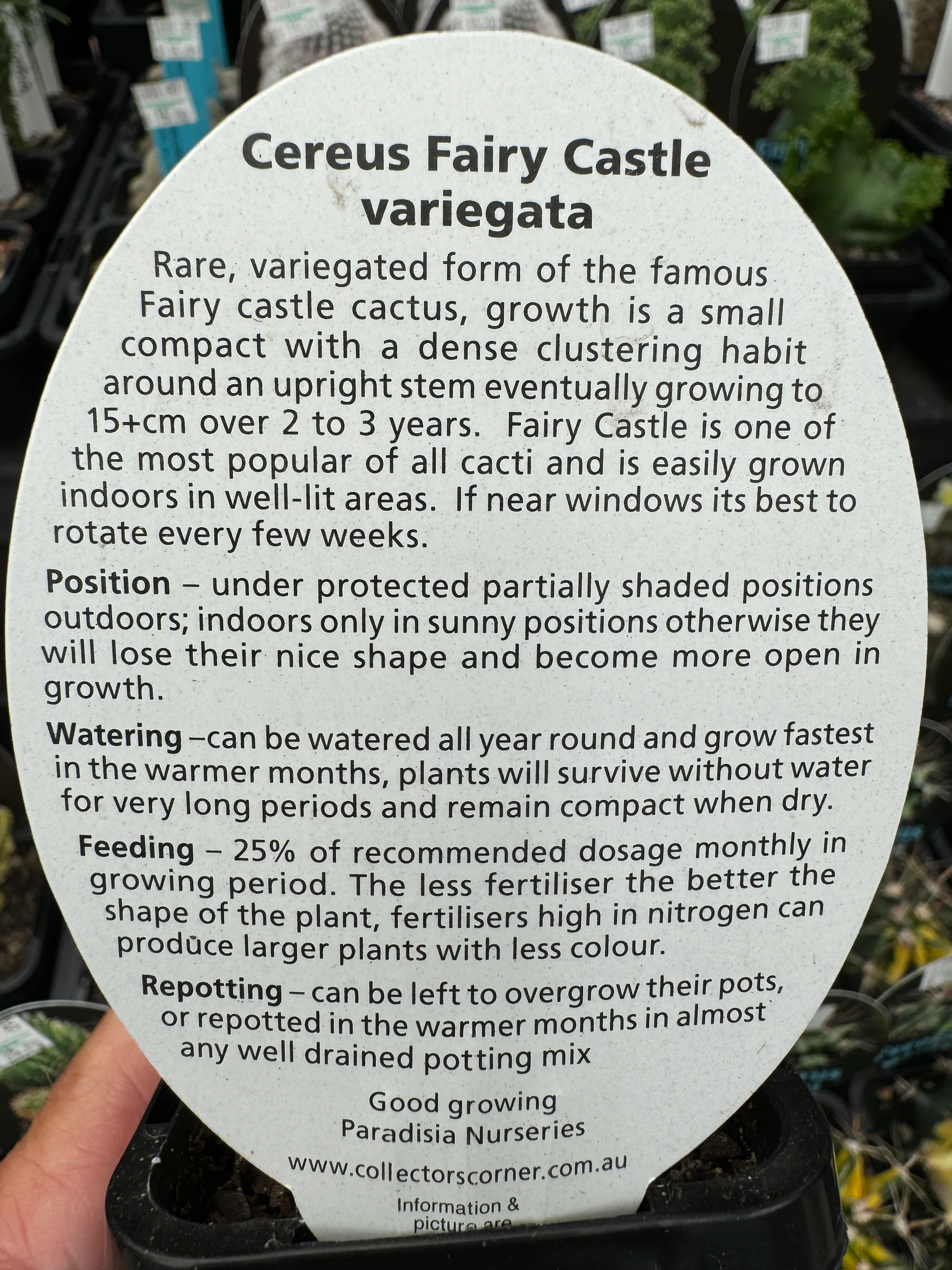 Acanthocereus tetragonus Variegated - Fairy Castle (WA Prohibited) - Image 3