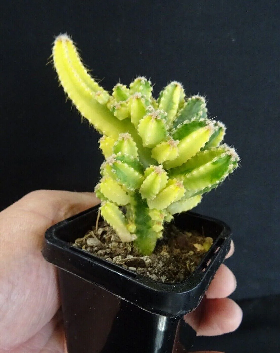 Acanthocereus tetragonus Variegated - Fairy Castle (WA Prohibited) - Image 4