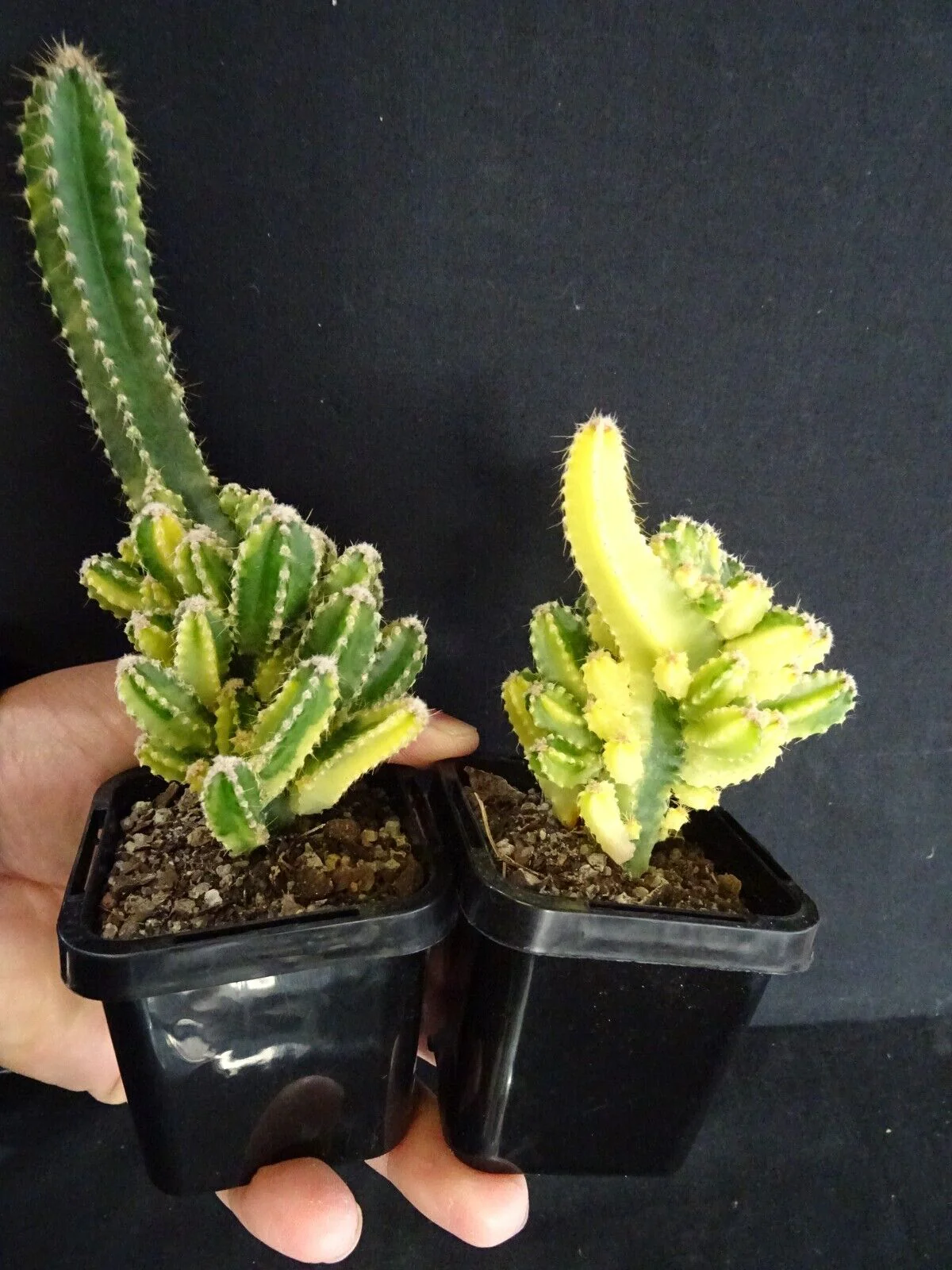 Acanthocereus tetragonus Variegated - Fairy Castle (WA Prohibited) - Image 5