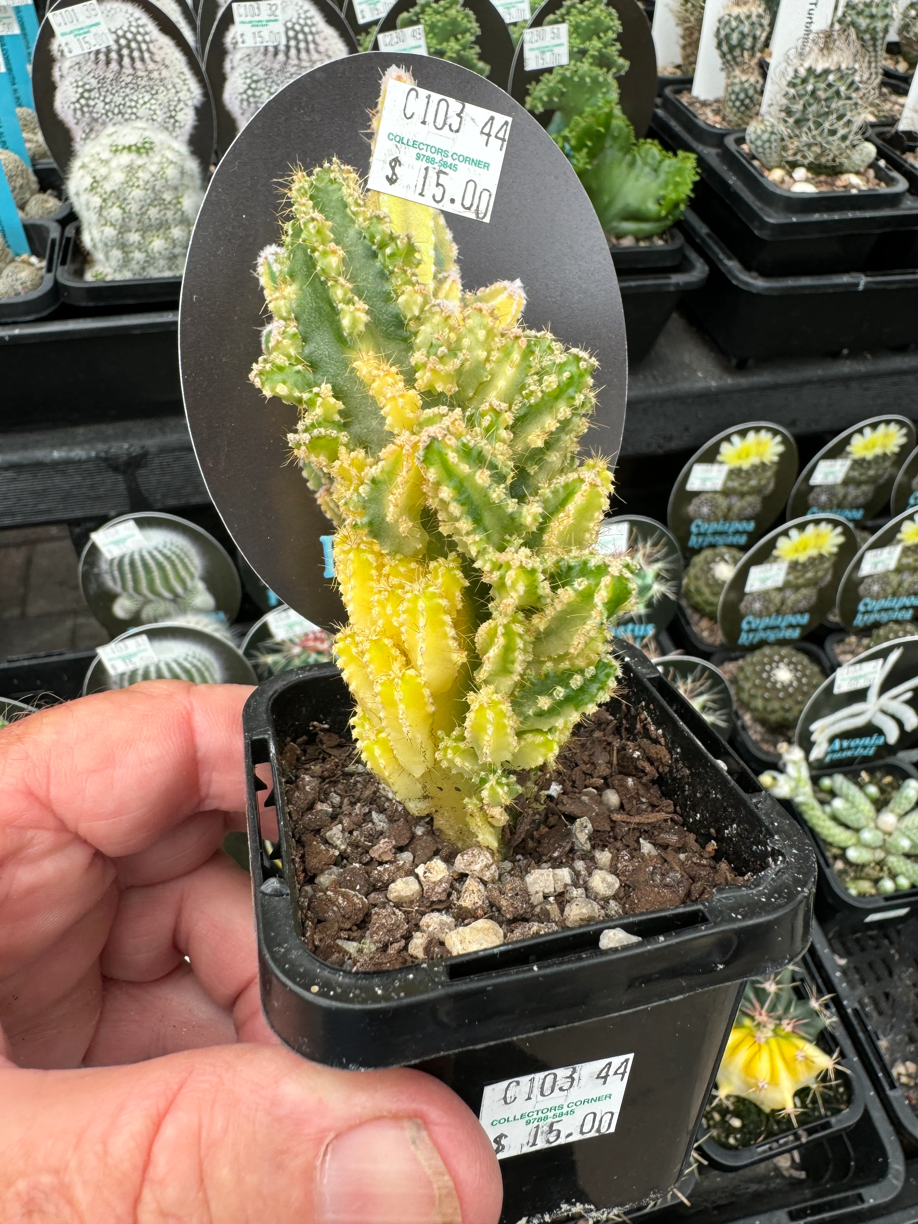 Acanthocereus tetragonus Variegated - Fairy Castle (WA Prohibited) - Image 6