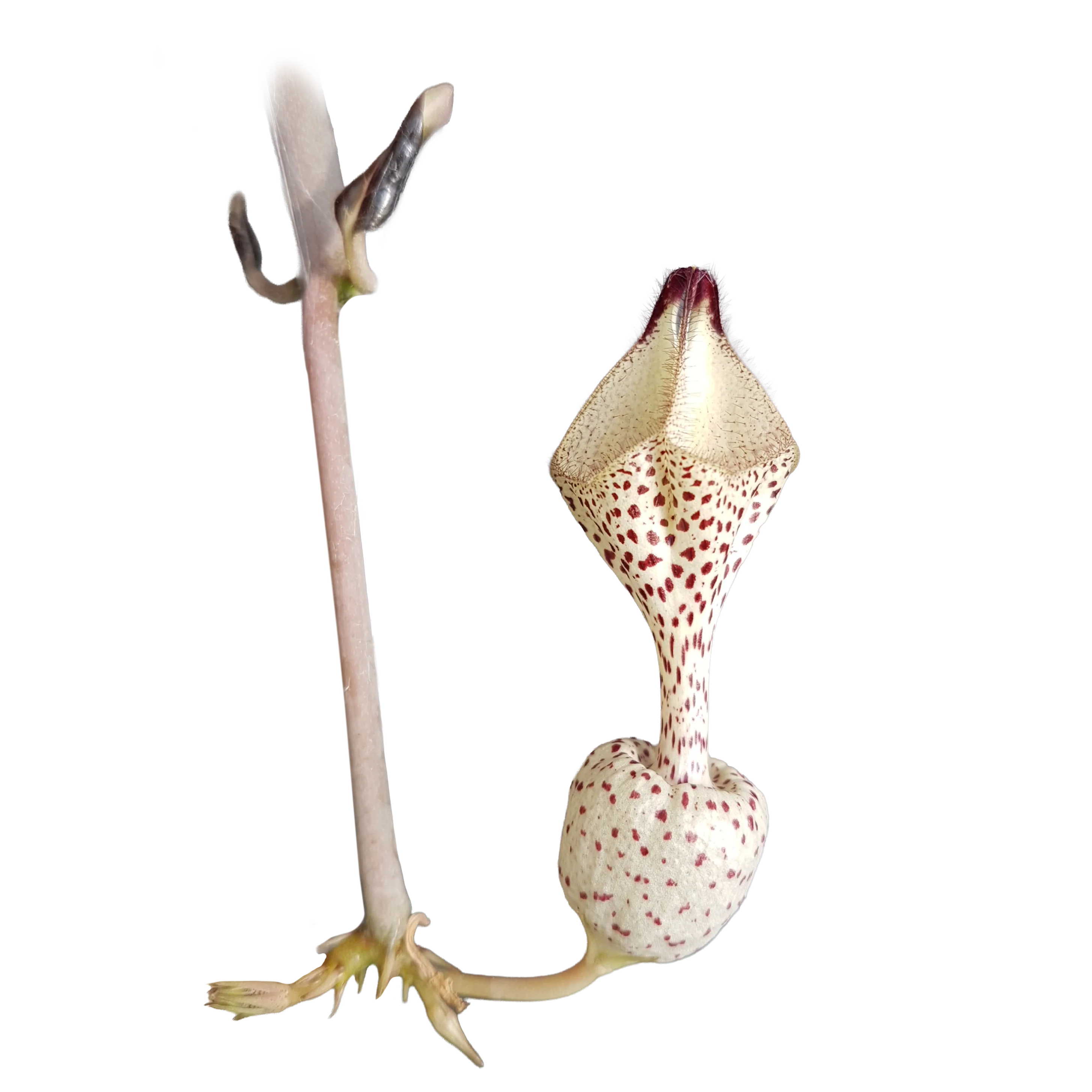 Ceropegia albisepta