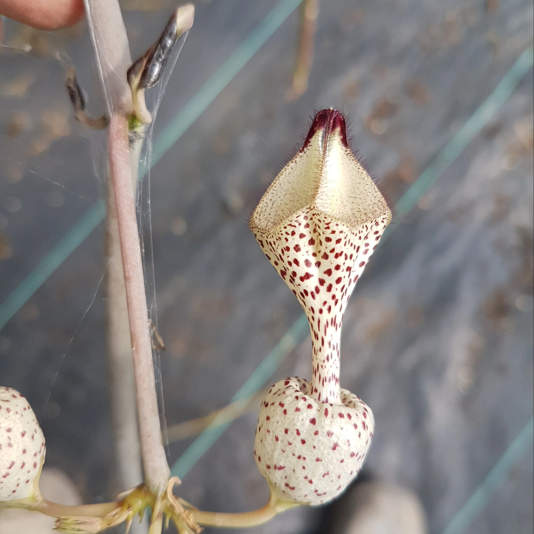 Ceropegia albisepta - Image 2