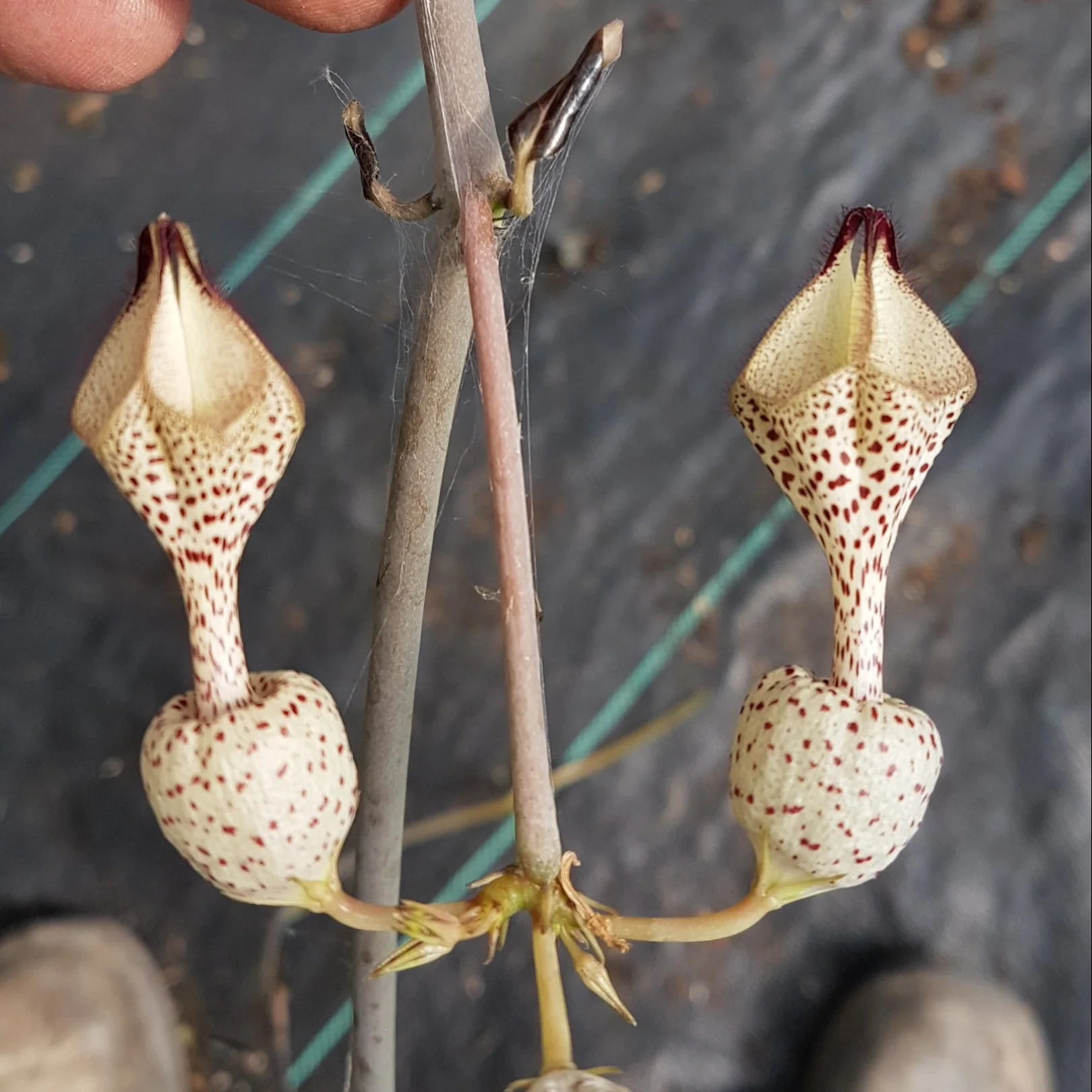 Ceropegia albisepta - Image 3