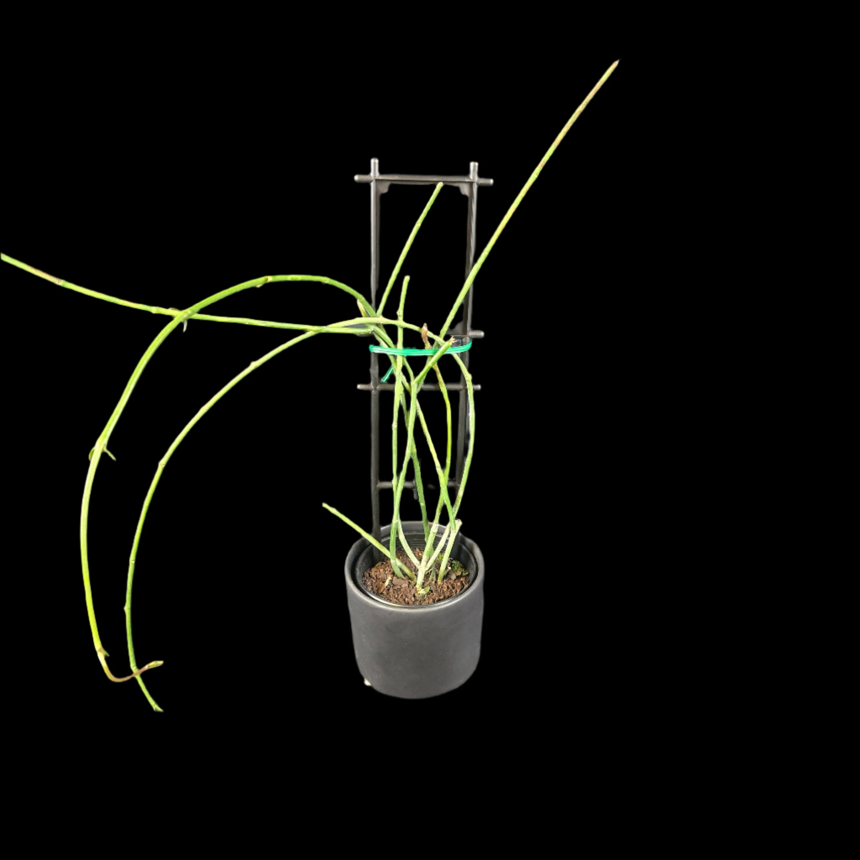 Ceropegia ampliata - Condom Plant - Image 3