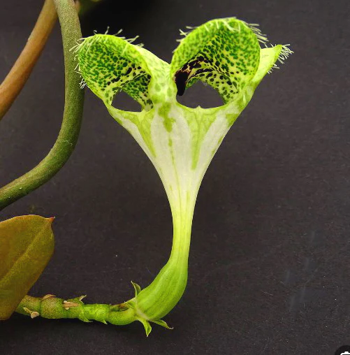 Ceropegia sandersonii – Parachute Plant - Image 2