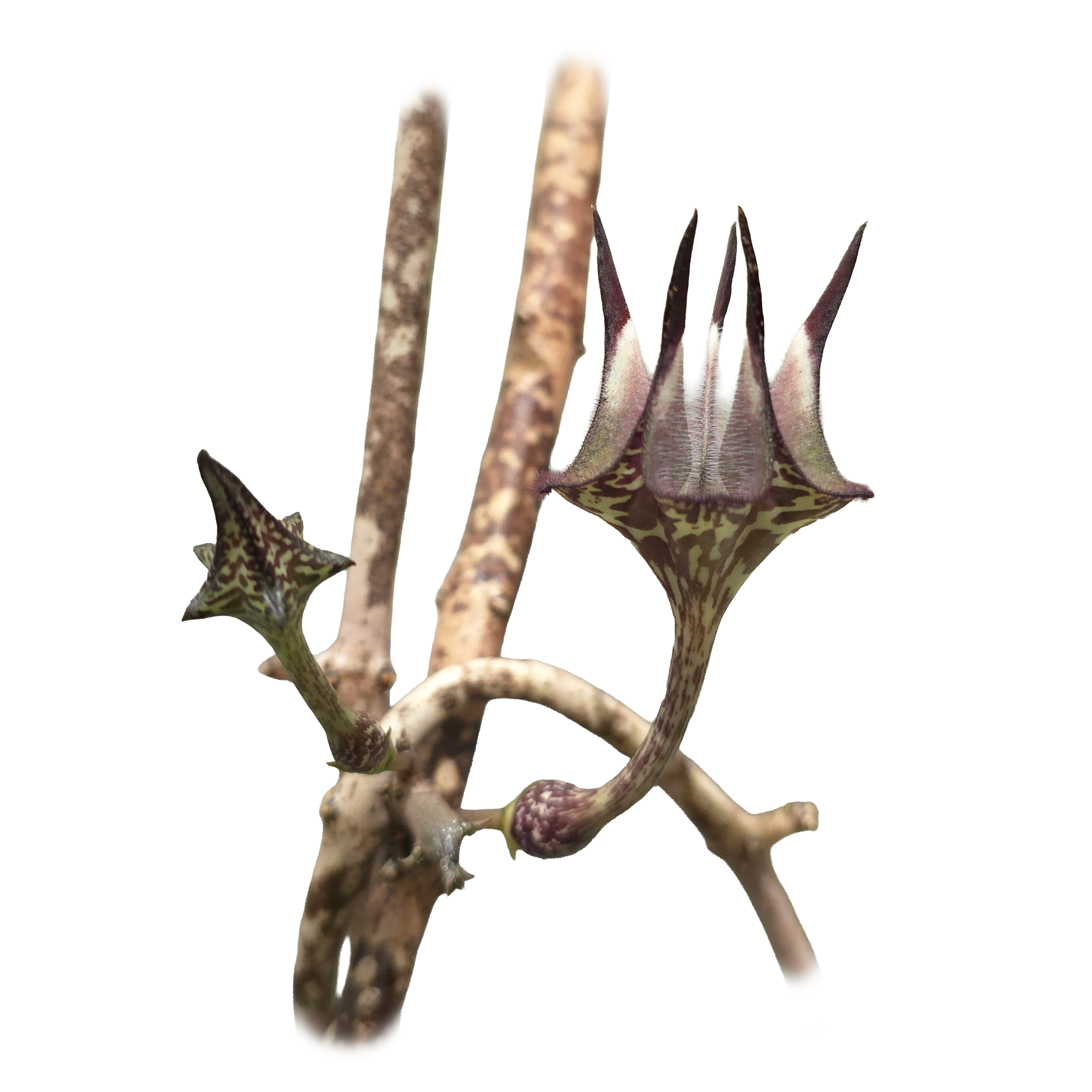 Ceropegia stapeliiformis