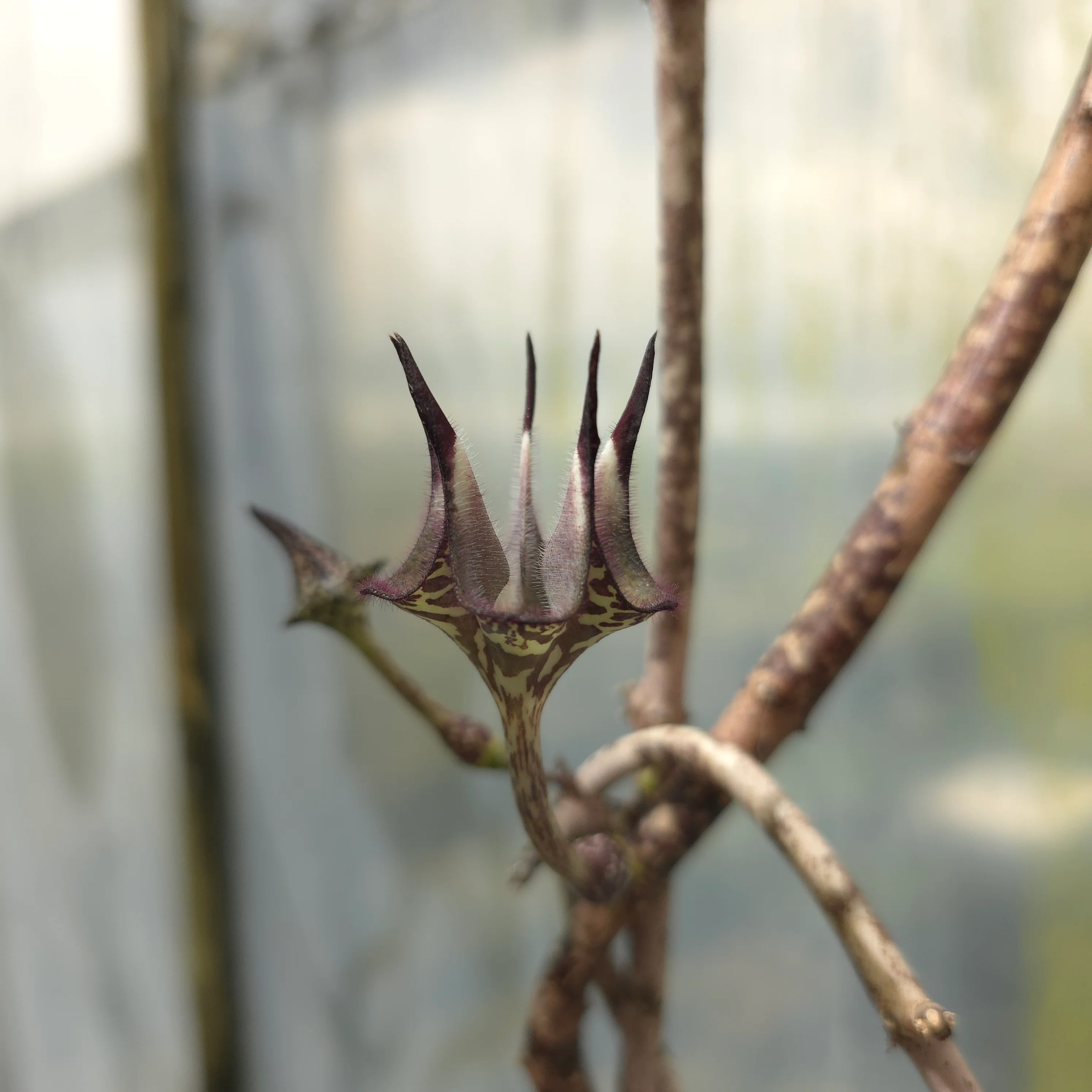 Ceropegia stapeliiformis - Image 2