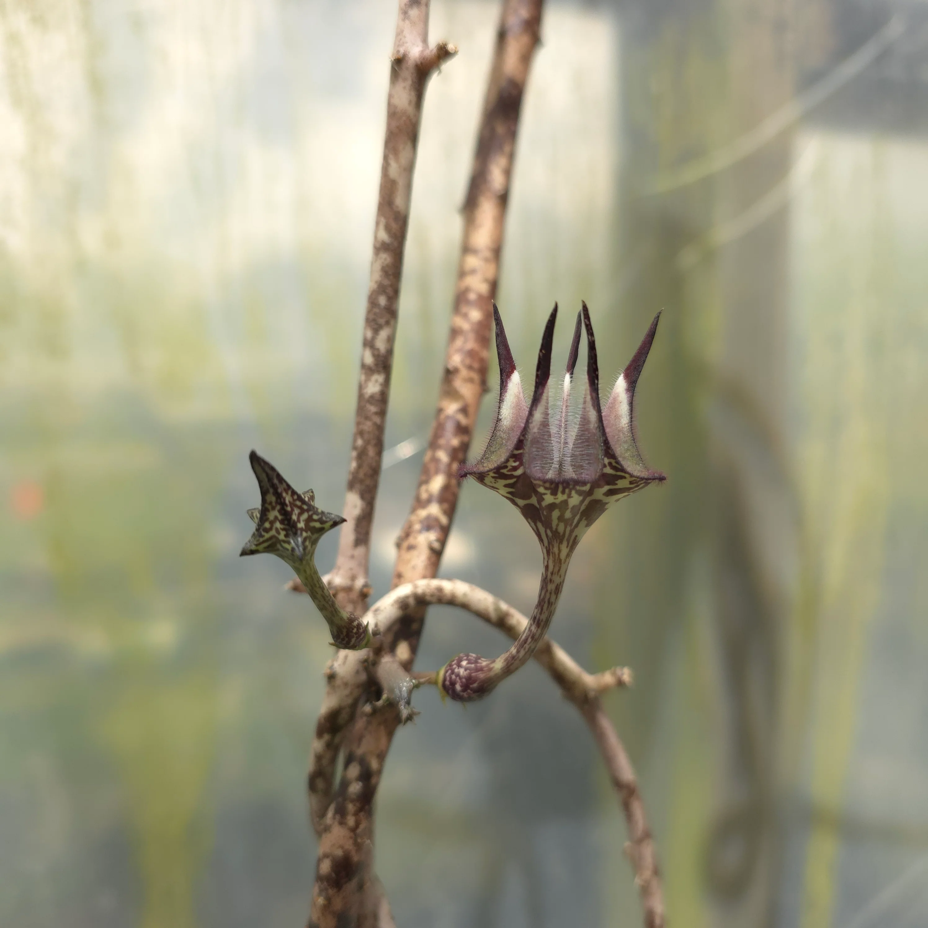 Ceropegia stapeliiformis - Image 3
