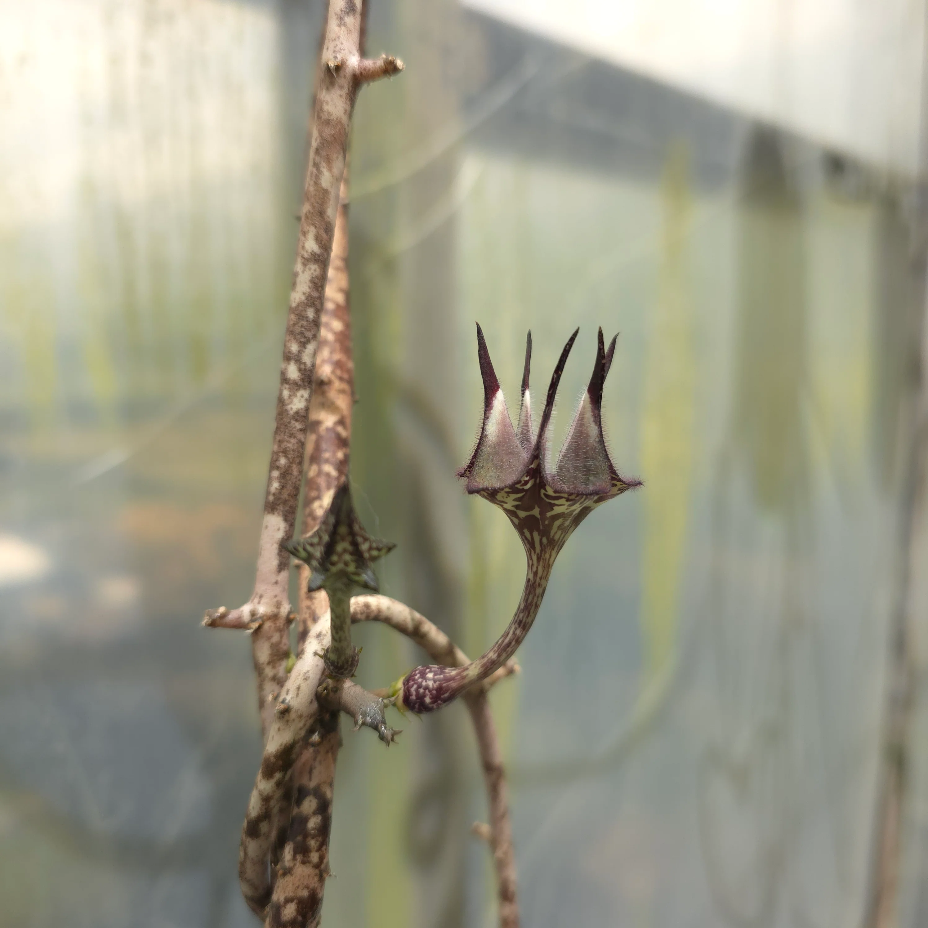 Ceropegia stapeliiformis - Image 4