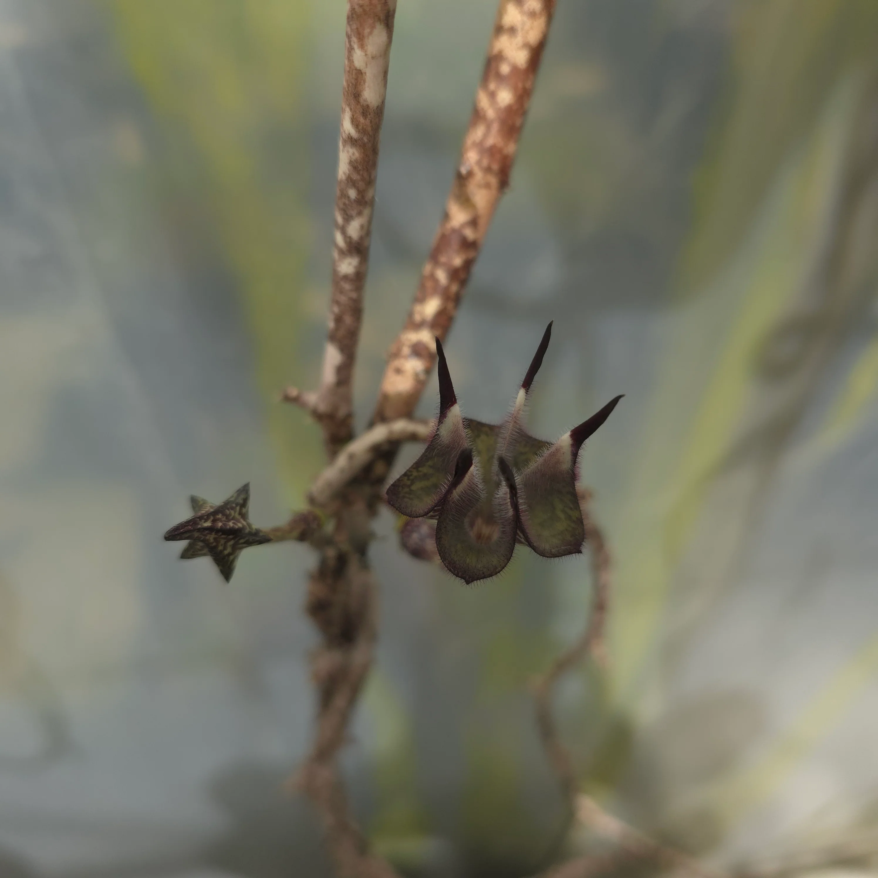 Ceropegia stapeliiformis - Image 5