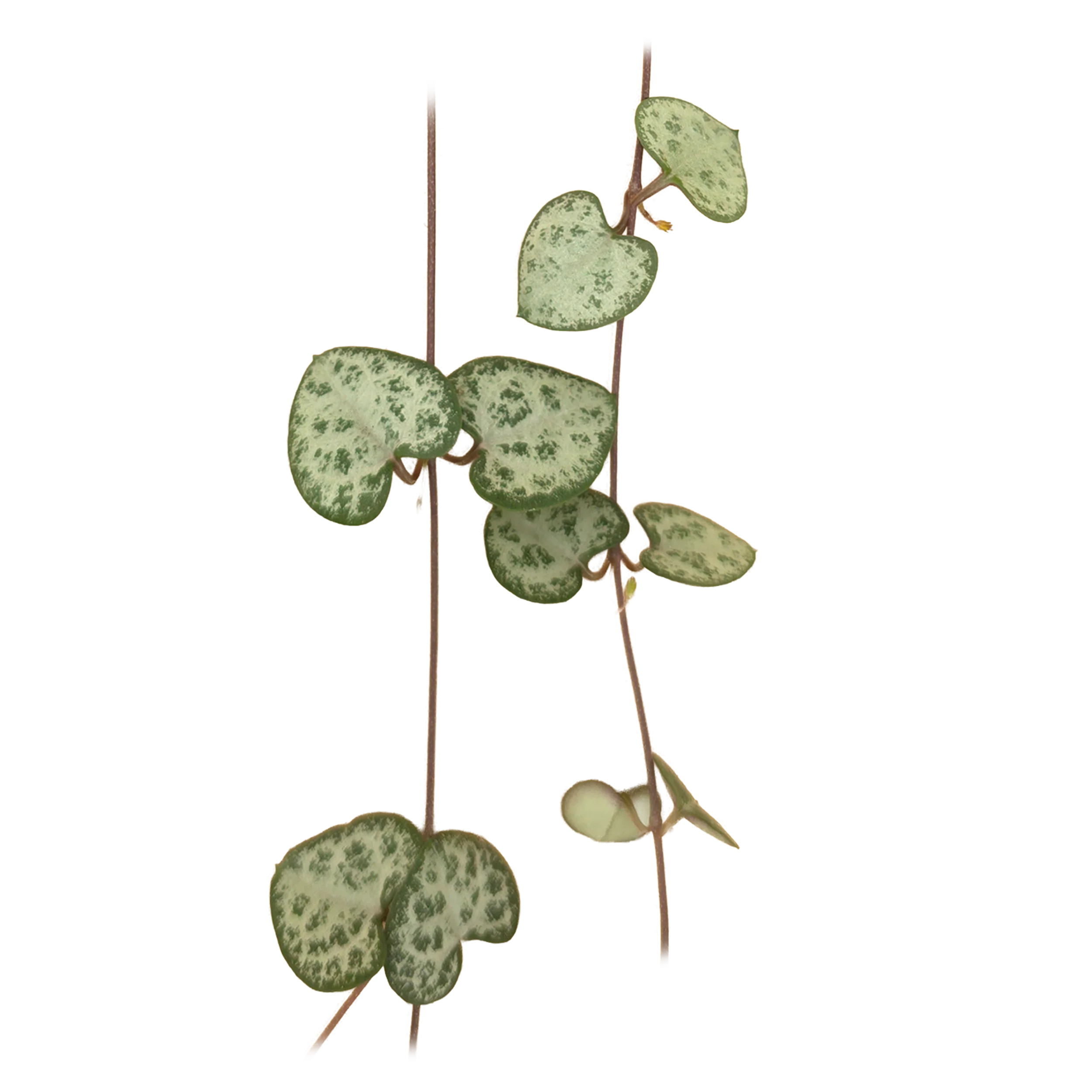 Ceropegia woodii 'Chain of Hearts'