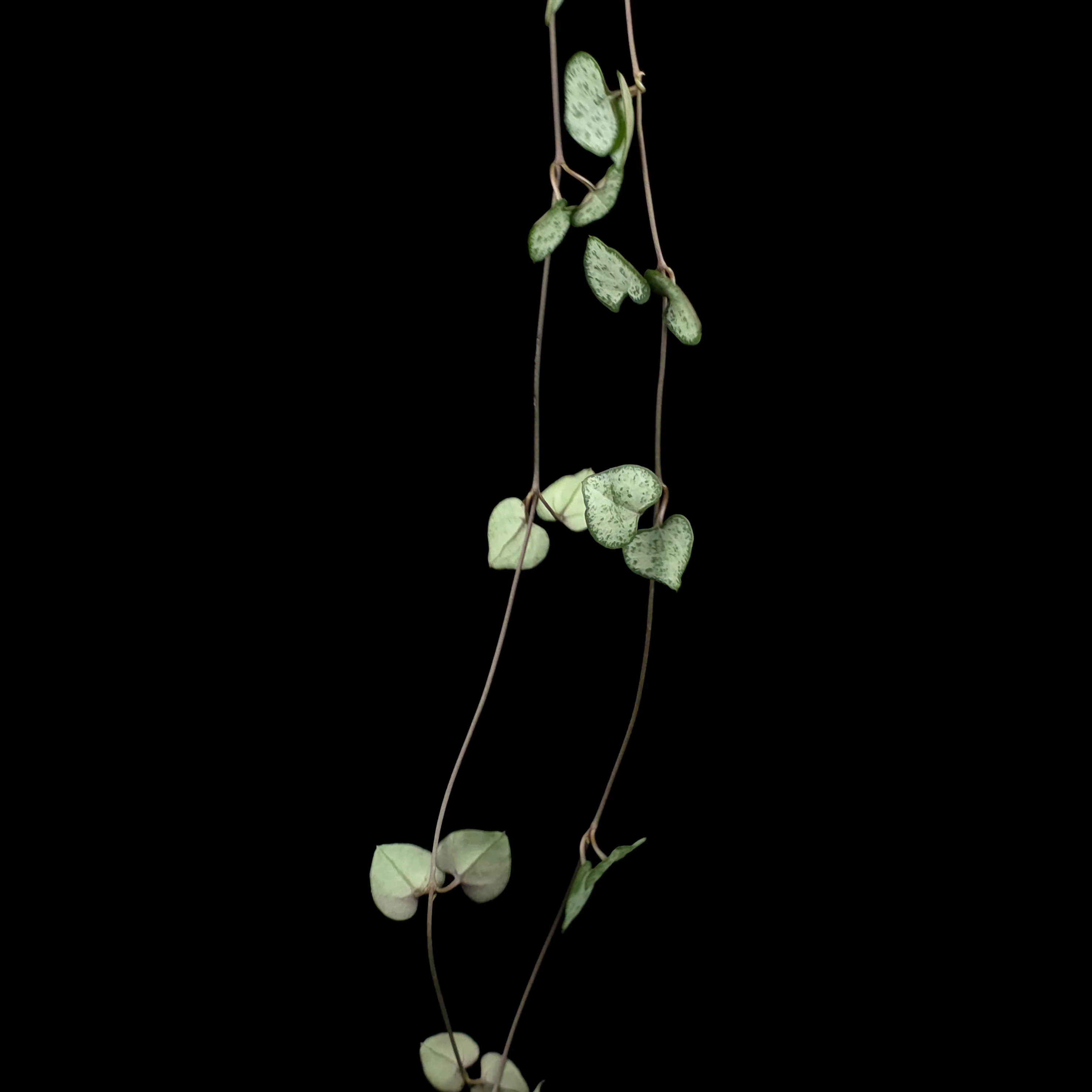 Ceropegia woodii 'Chain of Hearts' - Image 5