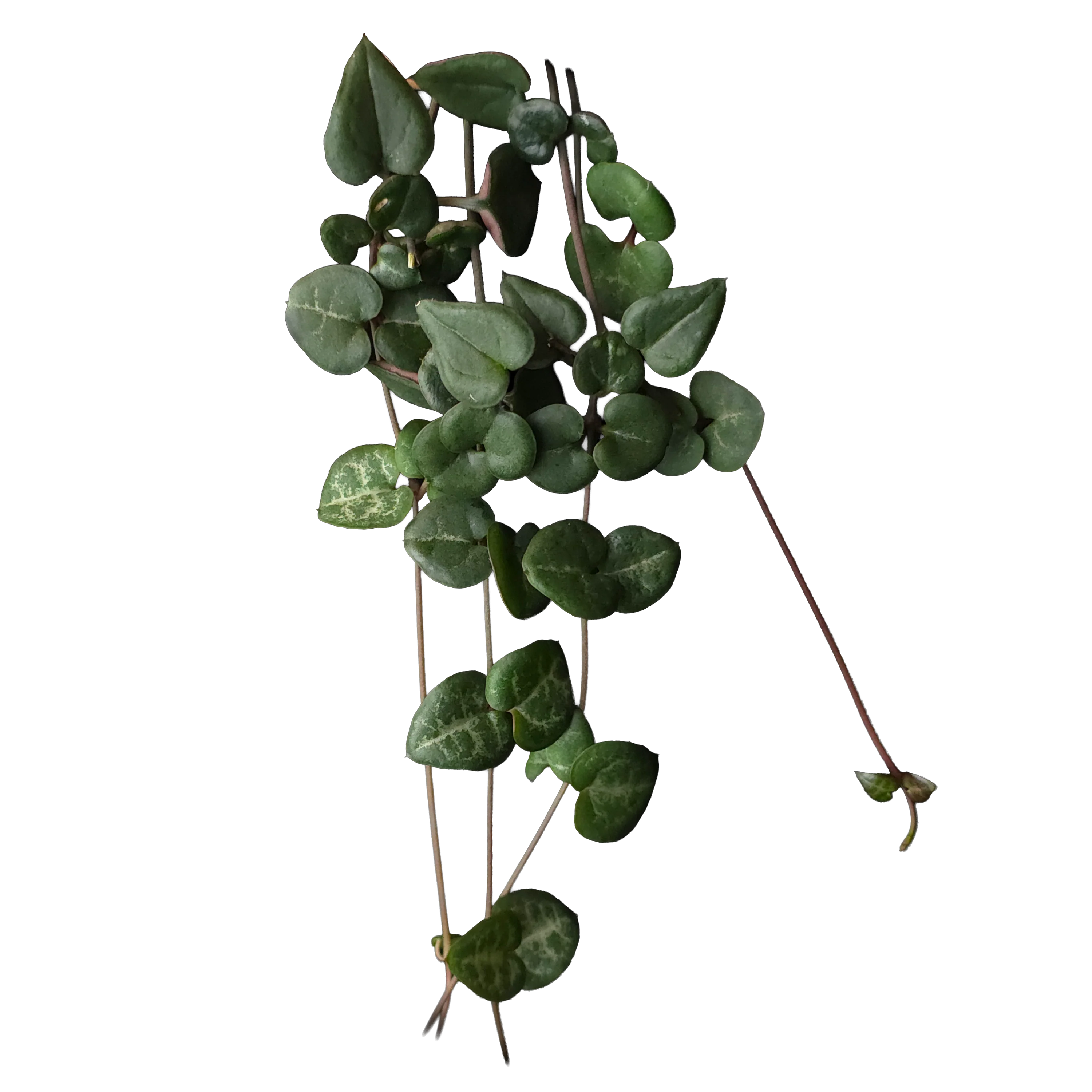 Ceropegia woodii 'Chain of Hearts' Green Form