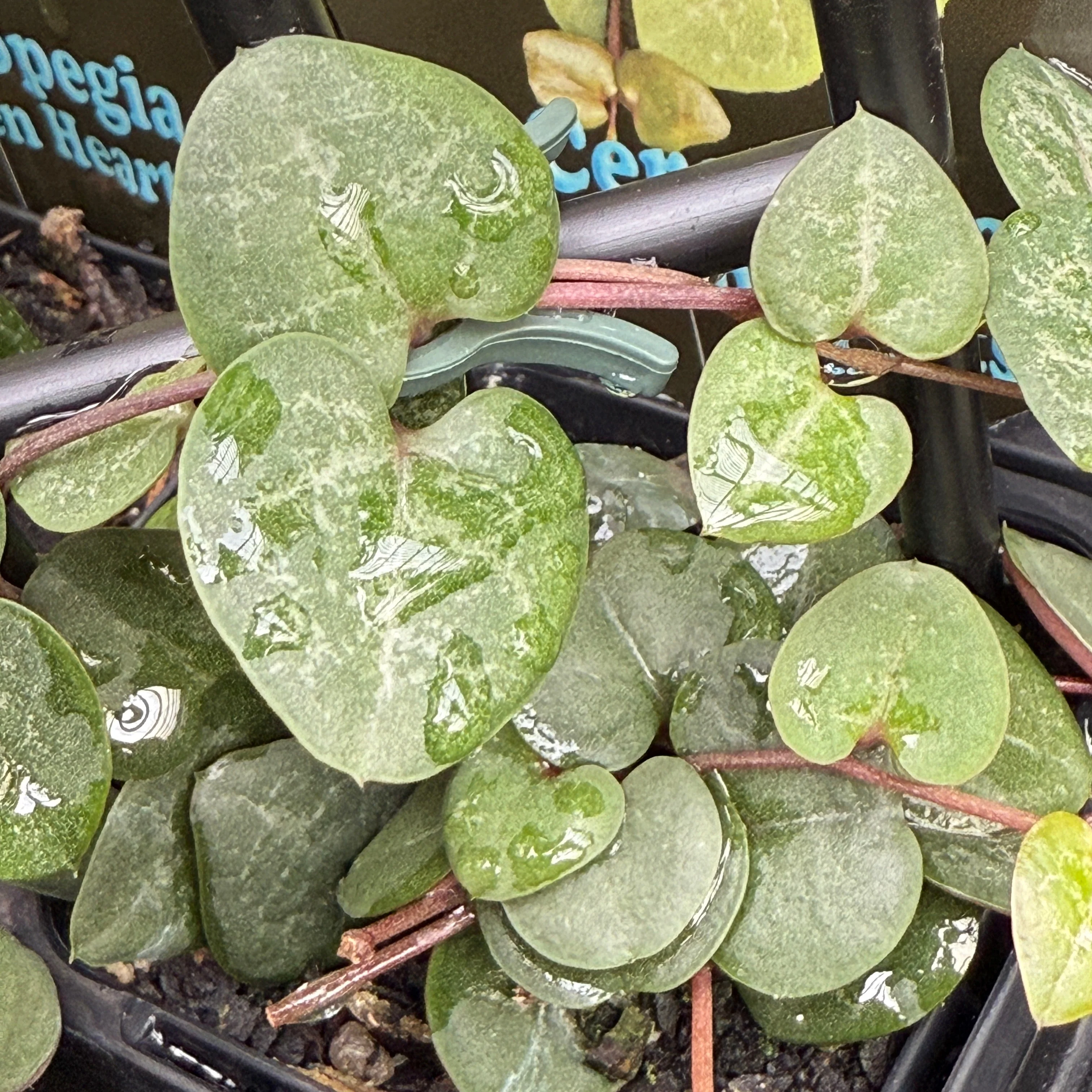 Ceropegia woodii 'Chain of Hearts' Green Form - Image 2
