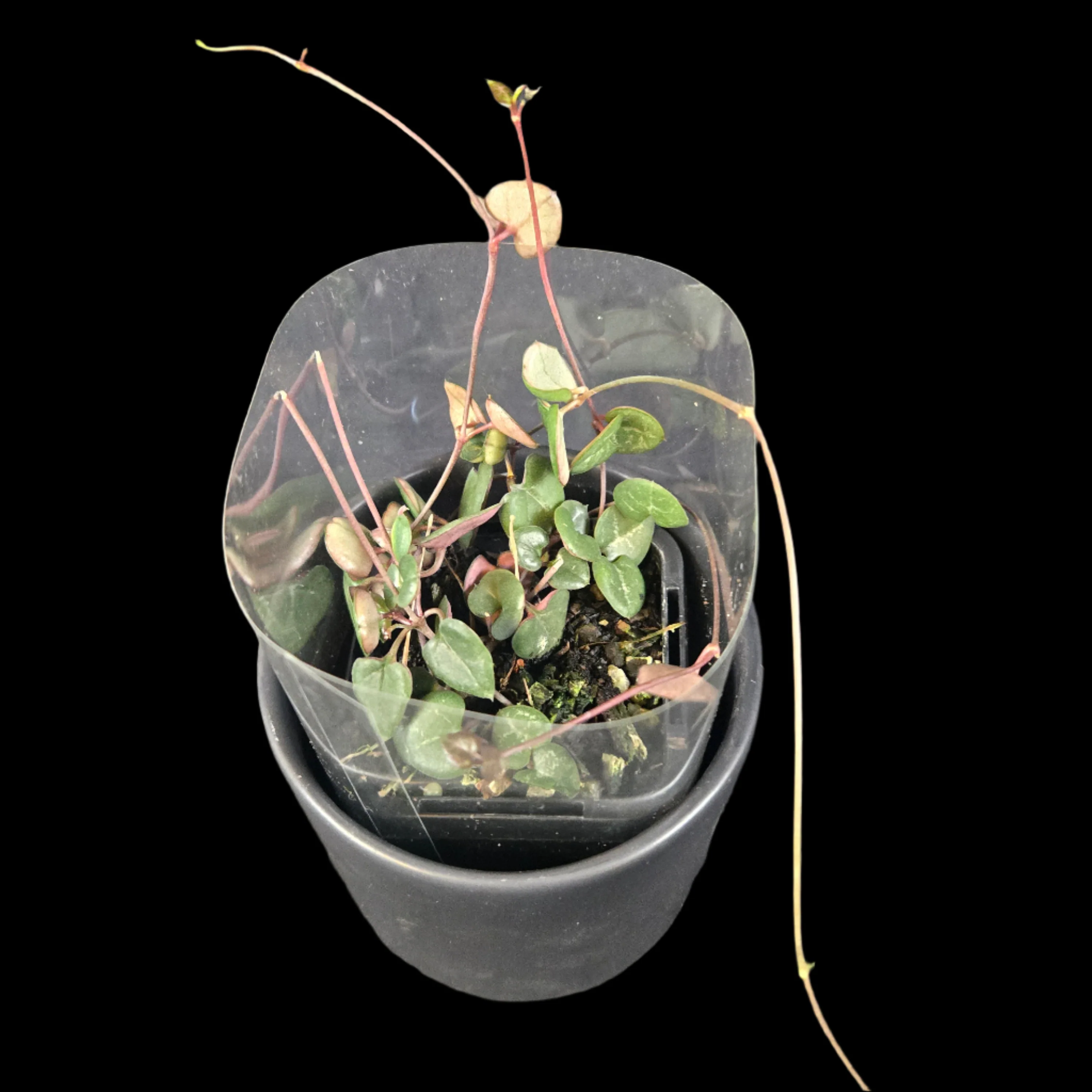 Ceropegia woodii 'Chain of Hearts' Green Form - Image 3