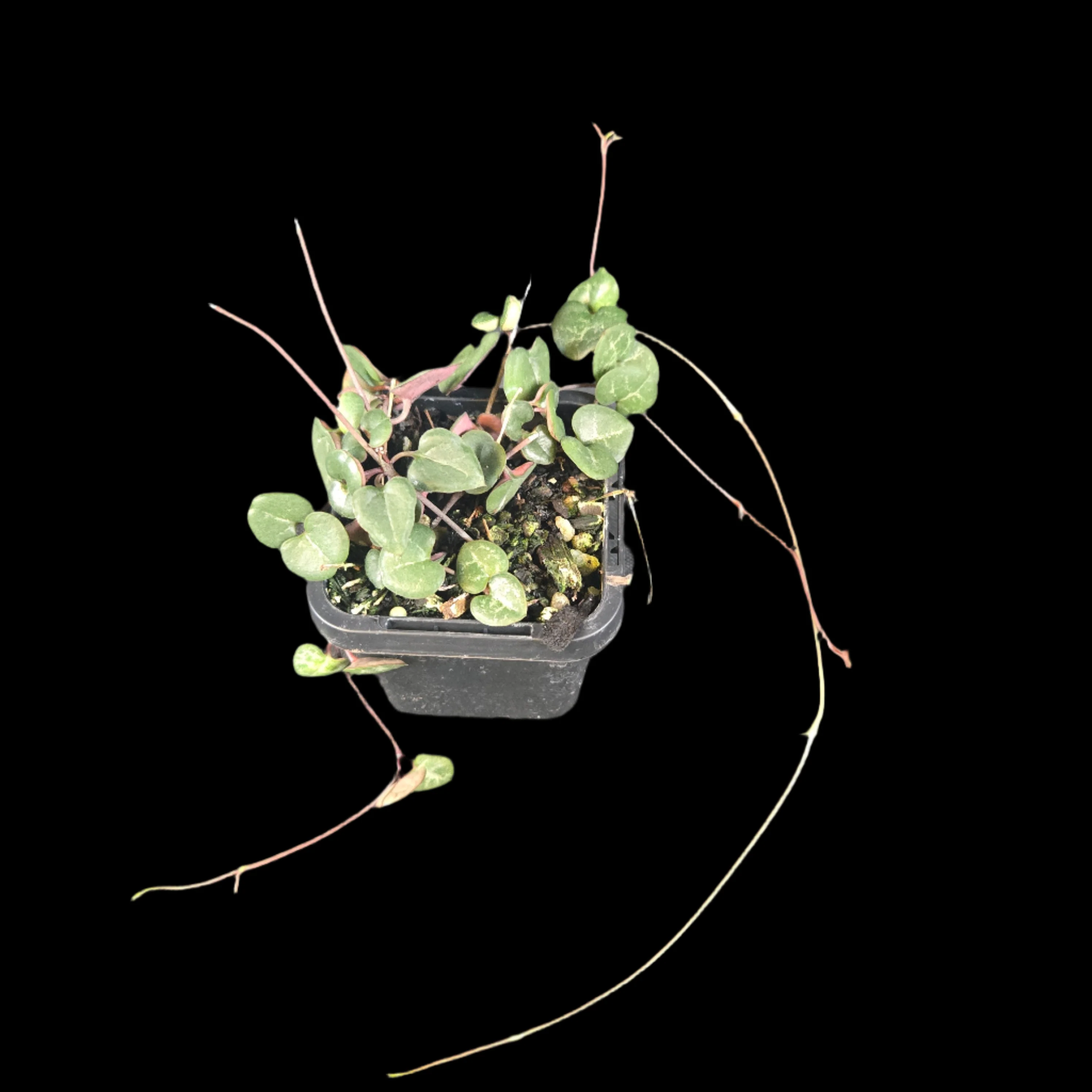 Ceropegia woodii 'Chain of Hearts' Green Form - Image 4