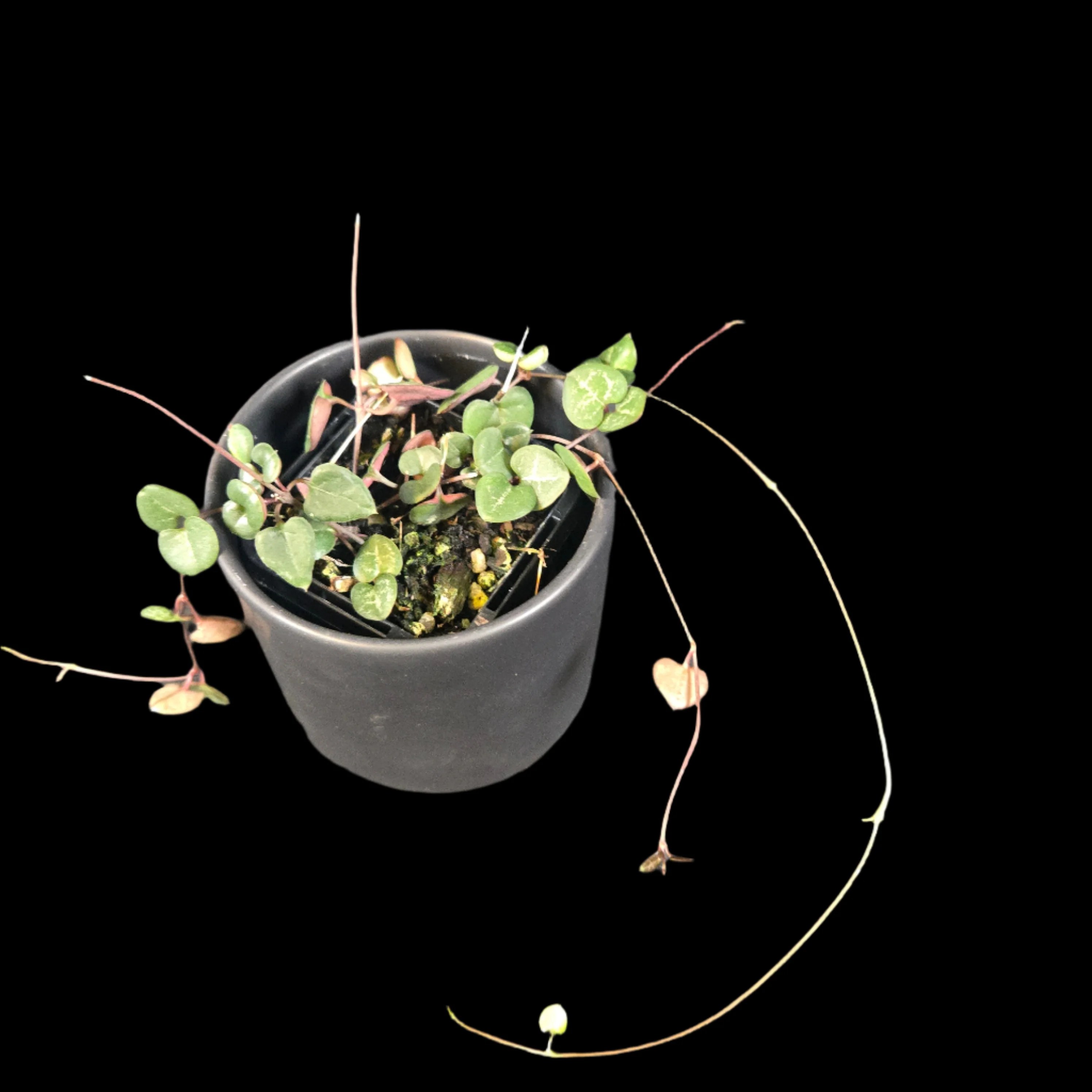 Ceropegia woodii 'Chain of Hearts' Green Form - Image 5
