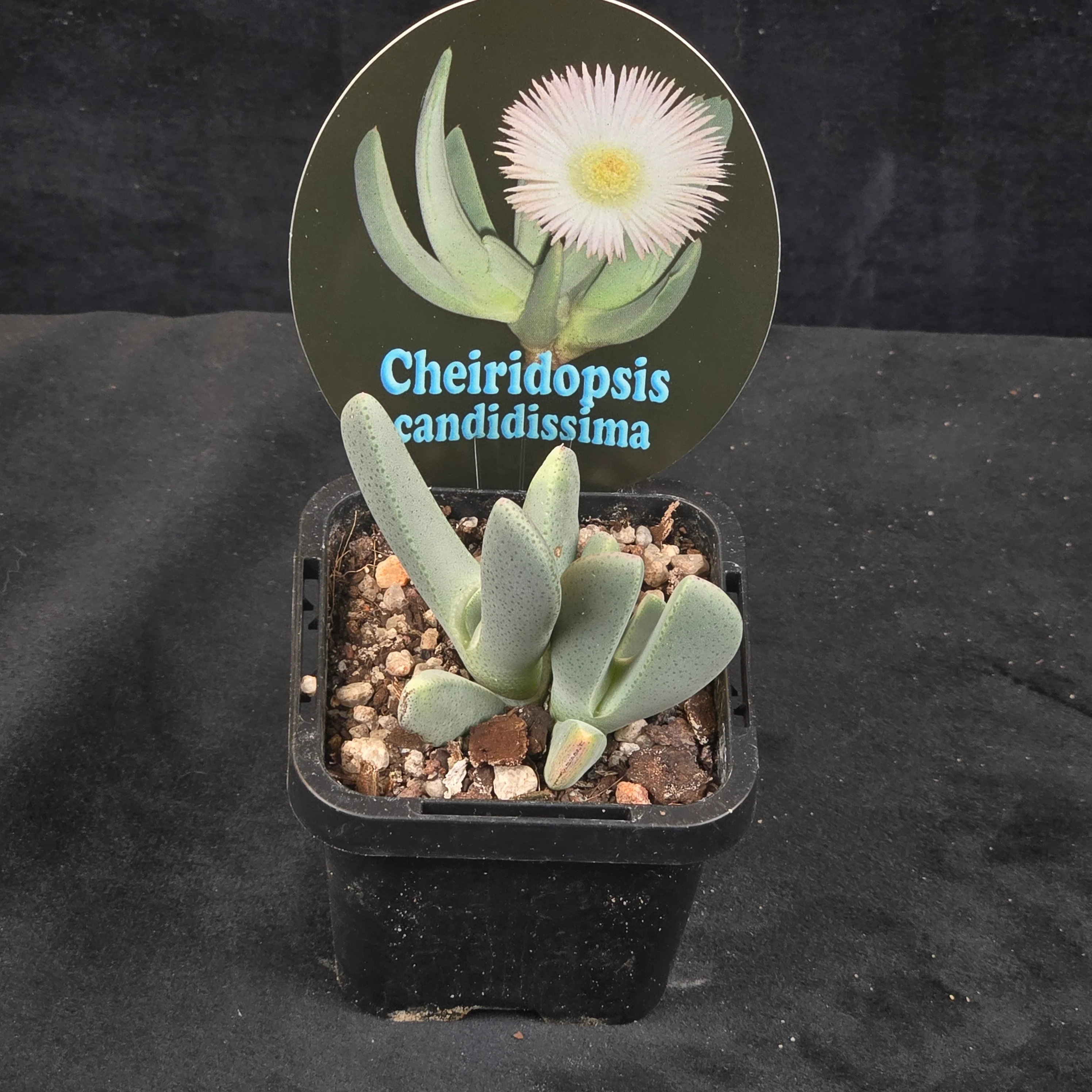 Cheiridopsis candidissima - Image 2