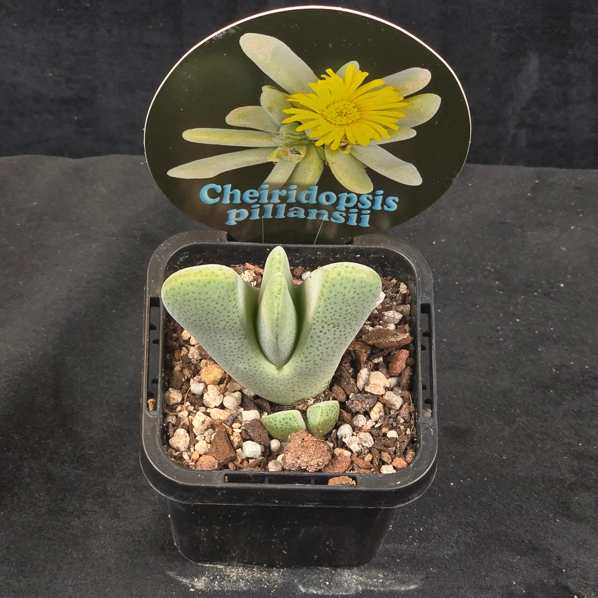 Cheiridopsis pillansii - Hoof Mesemb - Image 2