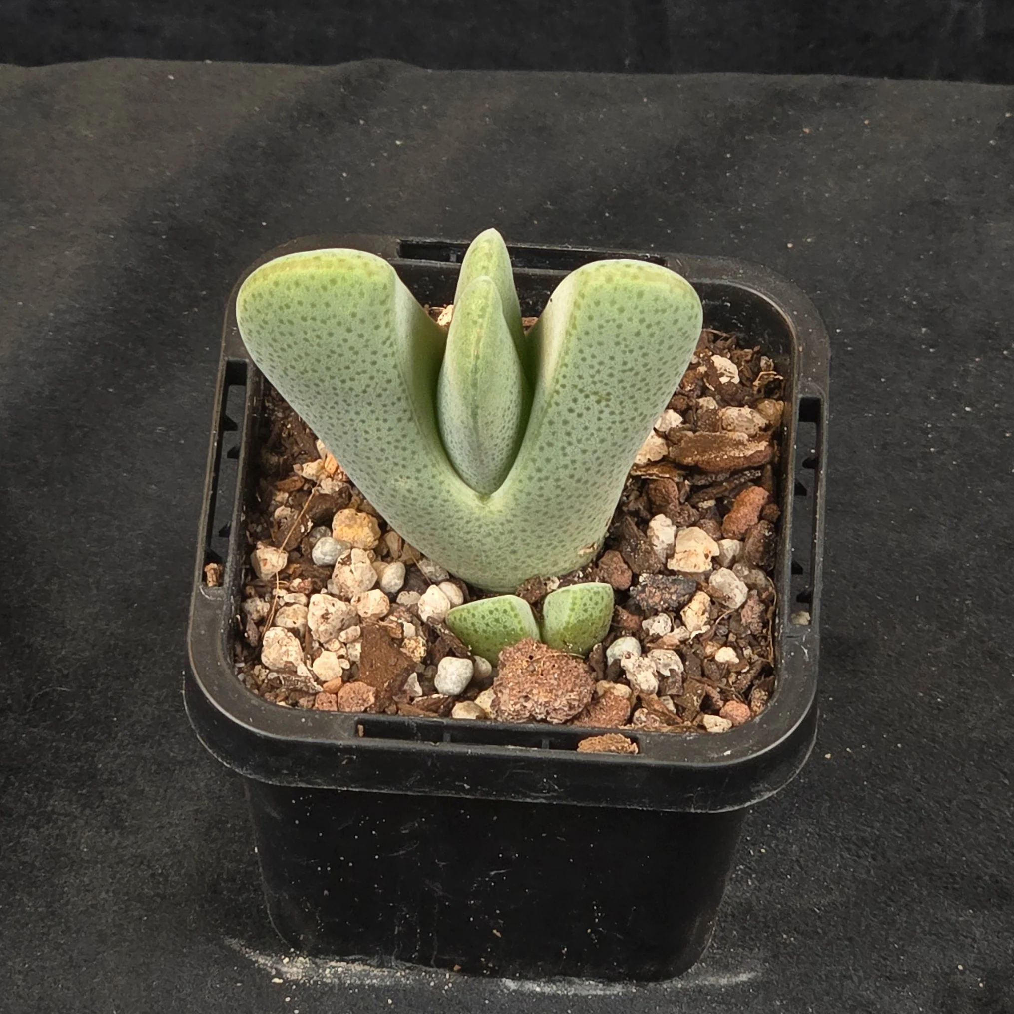 Cheiridopsis pillansii - Hoof Mesemb - Image 3